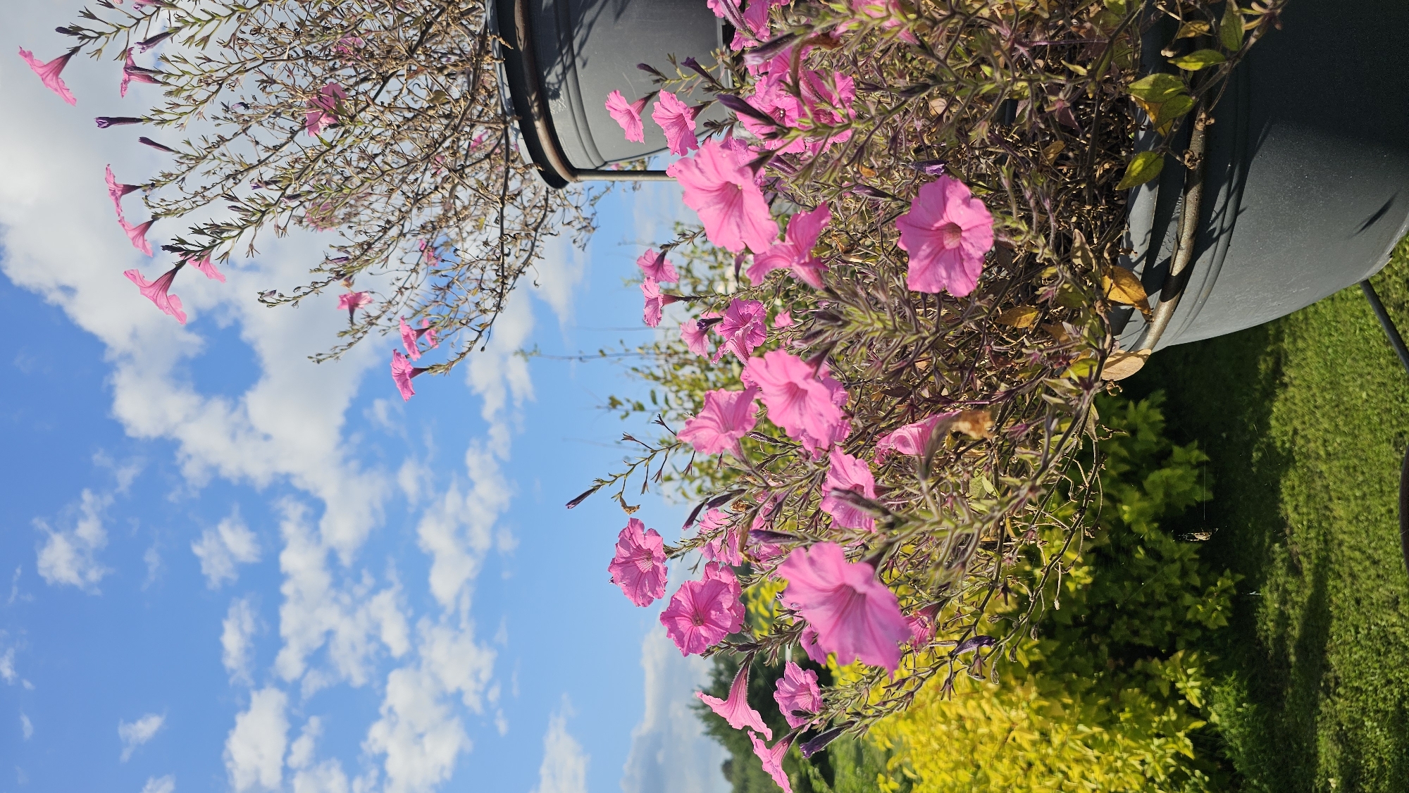 In the city of Laimeslejas, Latvia, a close-up, low-angle shot captures a cluster of vibrant pink petunias in bloom, overflowing from a dark gray planter. The flowers are in sharp focus in the foreground, with their trumpet-shaped petals unfurling under a bright blue sky dotted with fluffy white clouds. Behind the petunias, a dense, bright yellow-green shrub provides a soft-focus backdrop, and further beyond, a strip of green grass and the hint of trees can be seen. The scene is bathed in natural light, creating distinct shadows on the grass, indicating it is likely daytime. A second planter, partially visible and darker in hue, is positioned behind the main subject. No people are present in the frame.