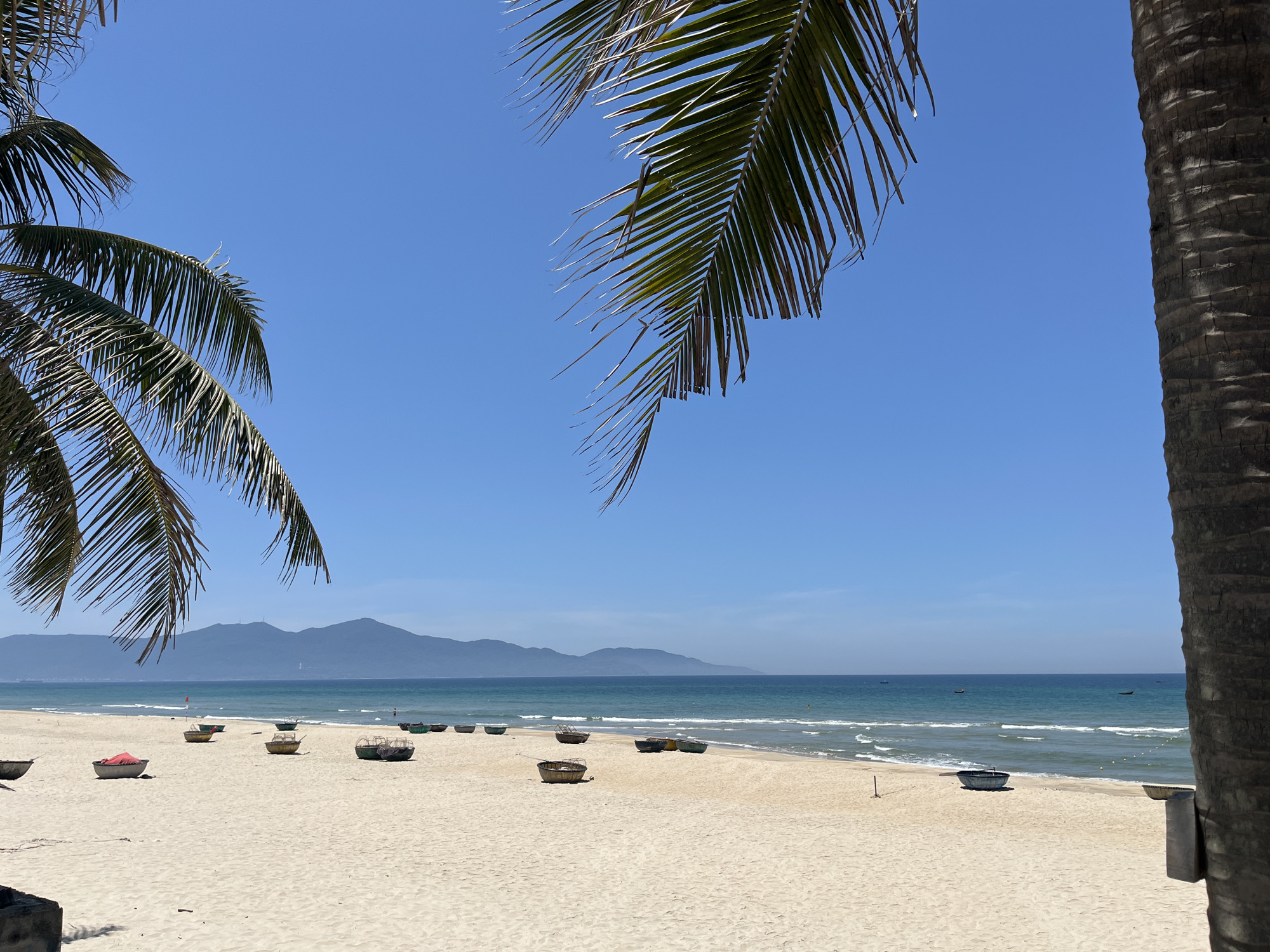 The image shows a beach in Đà Nẵng, Vietnam, on a sunny day. A sandy beach occupies the foreground, dotted with multiple coracle boats. The sea is in the mid-ground, with gentle waves reaching the shore, and several distant boats are visible on the horizon. Mountains are silhouetted against the clear blue sky. The scene is framed by palm tree foliage in the upper left and right corners, and part of a palm tree trunk is visible on the right side of the image. There are no people visible in the image.