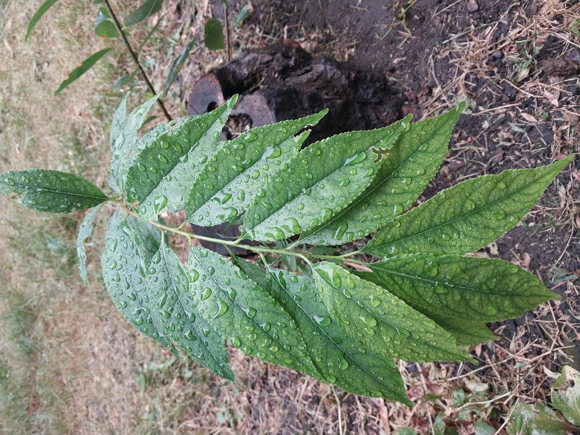 A close-up shot focuses on a cluster of green leaves, wet with raindrops, on a plant. The leaves are oval-shaped with serrated edges and a visible vein pattern. The plant stems are slender and green. In the background, out of focus, is a dark, rough-textured tree stump. The ground beneath the plant is composed of dirt, dry grass, and scattered twigs. The overall impression is of a plant in a natural outdoor setting, possibly after rain. The location is described as Unknown, Unknown, city of Unknown.