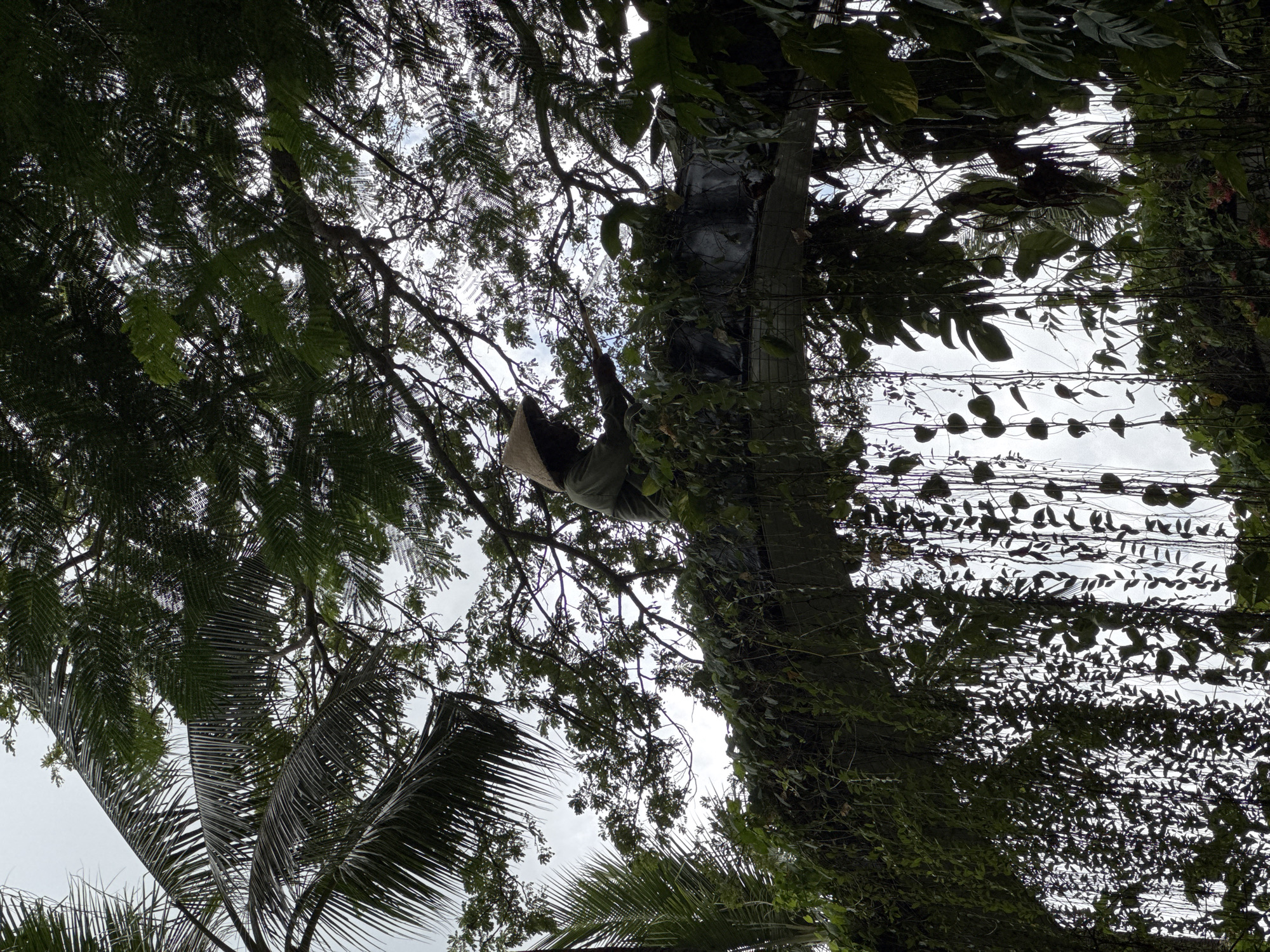 The image, taken from a low angle, depicts a tree covered in vines and foliage, with a person in a protective beekeeping suit visible amidst the branches. The person appears to be interacting with something within the tree, possibly a beehive or swarm. Power lines run overhead through the gaps in the tree canopy. The location is Kuta Selatan, Indonesia.
