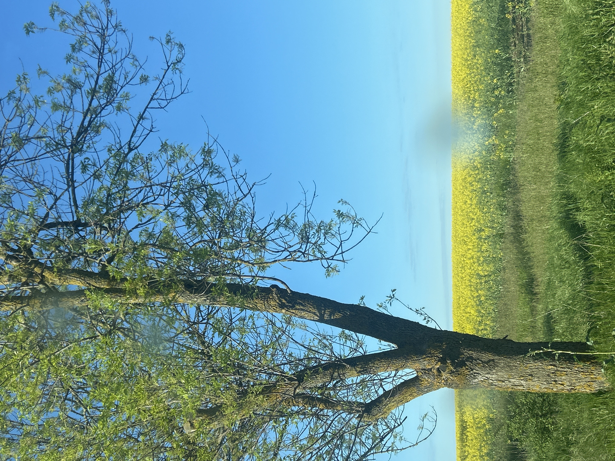 A tree with green leaves and bare branches stands in front of a field of yellow flowers under a clear blue sky. The location is Unknown, Unknown.