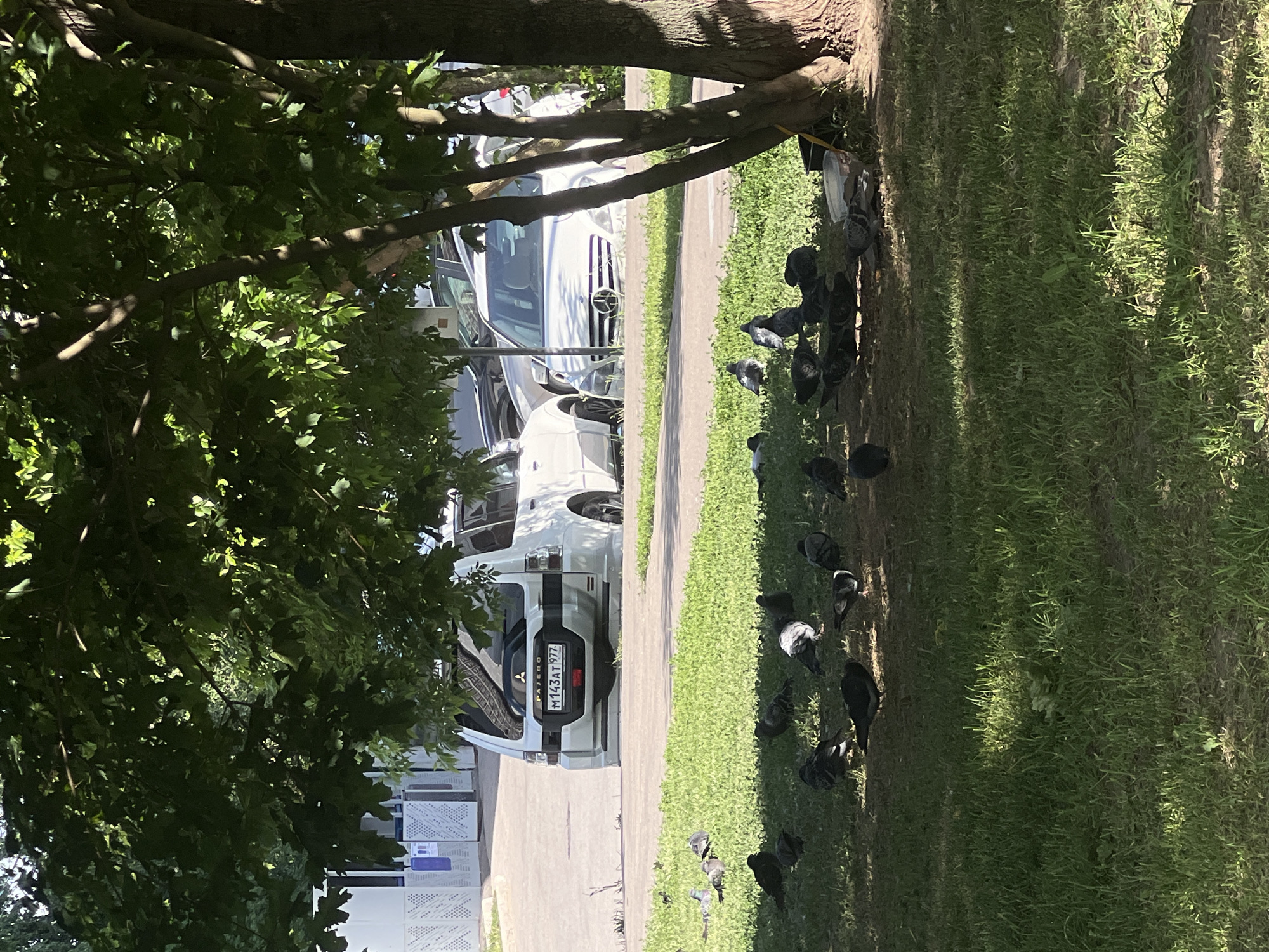 The image captures an outdoor urban scene on a sunny day, featuring a paved area with parked cars and an adjacent grassy strip where pigeons are gathered under the shade of trees.
In the foreground and midground, large trees with lush green foliage and sturdy trunks partially frame the left side of the scene, casting long shadows onto the grass. On the paved surface to the left, several vehicles are visible. A white Mercedes-Benz SUV or crossover is parked, identifiable by its prominent grille and emblem. Further back, a white Mitsubishi Pajero SUV or van is seen from the rear, featuring a distinctive vertical black stripe and the "PAJERO" text. Its Russian license plate, "M143AT 797," indicates the vehicle is registered in Moscow, Russia. Other white cars are partially visible in the background.
The right side of the image is dominated by a patch of vibrant green grass, heavily shaded by the nearby trees. Scattered across this grassy area is a flock of approximately 15-20 pigeons, some foraging and pecking at the ground. A clear plastic container, possibly a makeshift bird feeder or discarded item, is also visible on the grass near the pigeons.
The bright sunlight and strong shadows suggest it is daytime, either morning or afternoon, with clear weather conditions. The overall scene depicts a typical street or park setting where urban wildlife coexists with human activity.