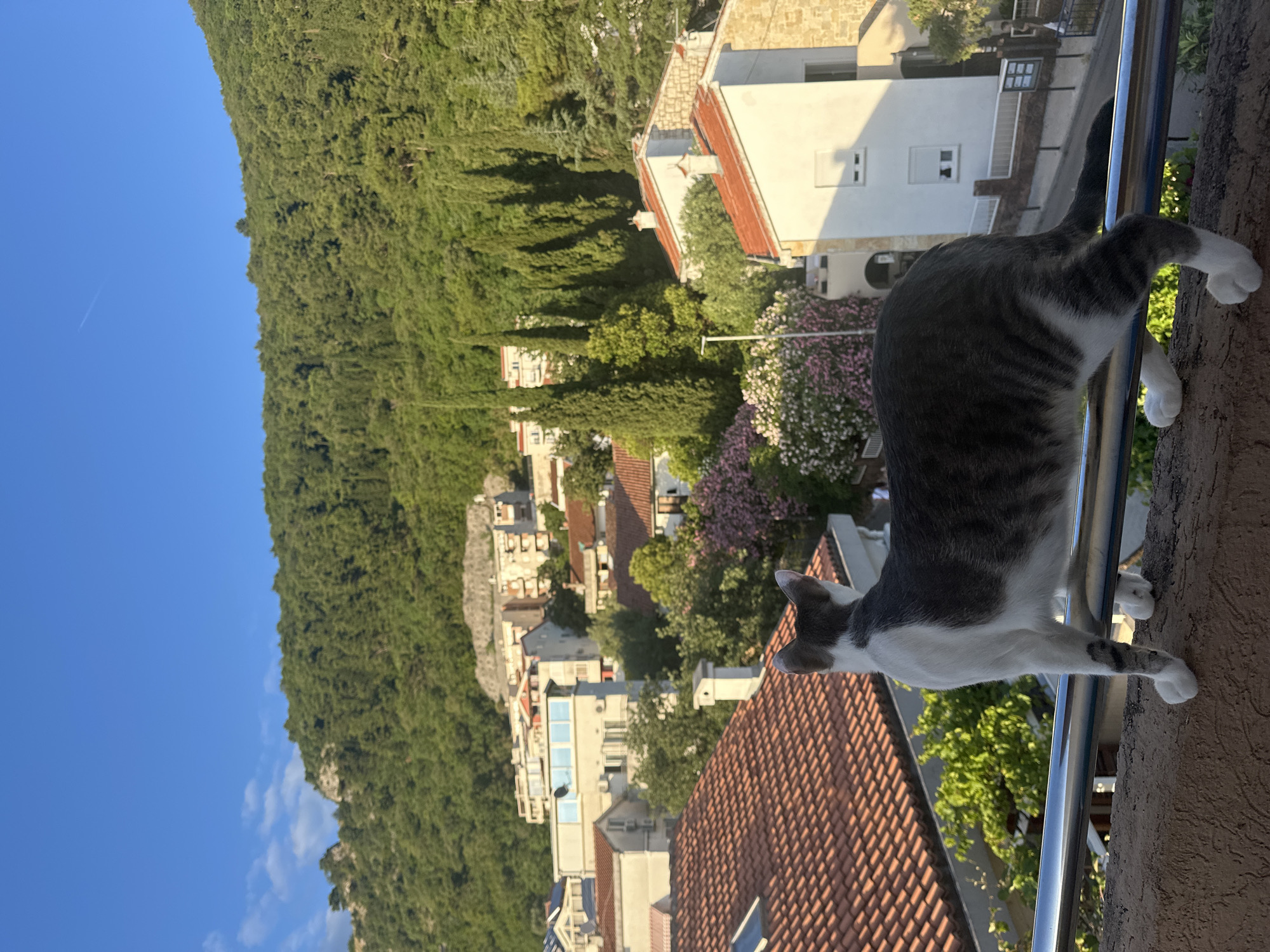 A gray and white cat is the central subject, perched on a balcony railing, looking out over a scenic vista. The cat's back is to the viewer, with its tail slightly curled and its front paws grasping the railing. Its head is turned towards the left, appearing to observe the landscape below.
The scene unfolds from a high vantage point, revealing a residential area nestled against a lush, green mountain. Numerous buildings with distinctive terracotta roofs and white or light-colored walls are visible, interspersed among abundant green trees and flowering plants with pink and purple blossoms. The architecture suggests a Mediterranean or coastal European style. In the background, a large, verdant mountain covered in dense foliage rises sharply, dominating the horizon. The sky is a clear, bright blue with a few scattered white clouds, indicating sunny weather. A faint contrail from an aircraft can be seen in the sky in one of the cropped images.
The lighting suggests late afternoon or early morning, with clear sunshine casting distinct shadows from the buildings and trees. The overall atmosphere is peaceful and picturesque. No visible text is present in the image. Given the location context, the scene depicts a view typical of Budva, Montenegro.