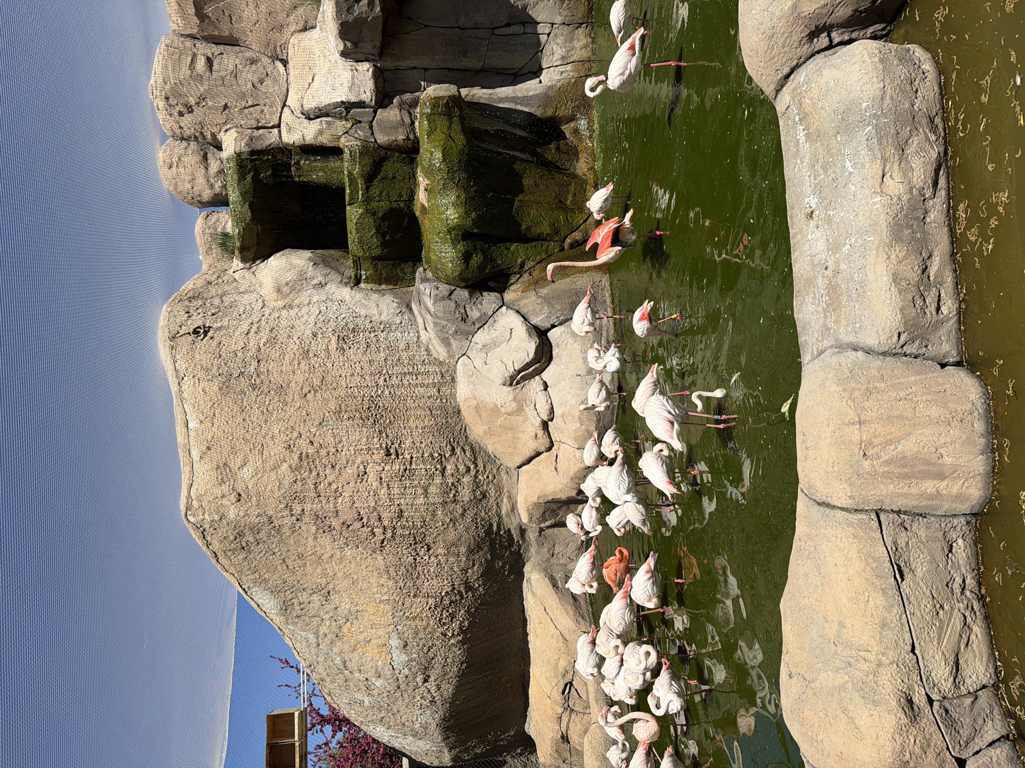 This image captures a vibrant scene within an aviary or zoo enclosure, likely located in Tepebaşı, Turkey, under clear, bright daylight. The main subjects are a large group of flamingos gathered around a body of water, flanked by impressive artificial rock formations.
Numerous flamingos, predominantly white and light pink with bright pink legs, are seen wading in the greenish water. Many have their long necks bent, with their heads submerged, indicating they are feeding. A few individuals exhibit more intense pink or reddish-orange plumage, standing out among the flock. Their reflections are visible on the water's surface.
To the left of the water, a simulated rock cliff face rises. This artificial formation features distinct layers, crevices, and ledges. Portions of the rocks near the water are covered in dark green moss and algae, suggesting the presence of flowing water or a damp environment, possibly a waterfall feature. The water itself is a murky green, with some floating debris visible.
Above the rock formations and across the upper part of the enclosure, a fine, grid-like mesh netting is visible against a clear blue sky, indicating the birds are housed within an enclosed space. Strong shadows cast by the rocks suggest it is midday or early afternoon. In the bottom right corner, a small section of purple flowering bushes and a wooden post are visible, adding a touch of color and natural elements to the scene. No discernible text is visible in the image.