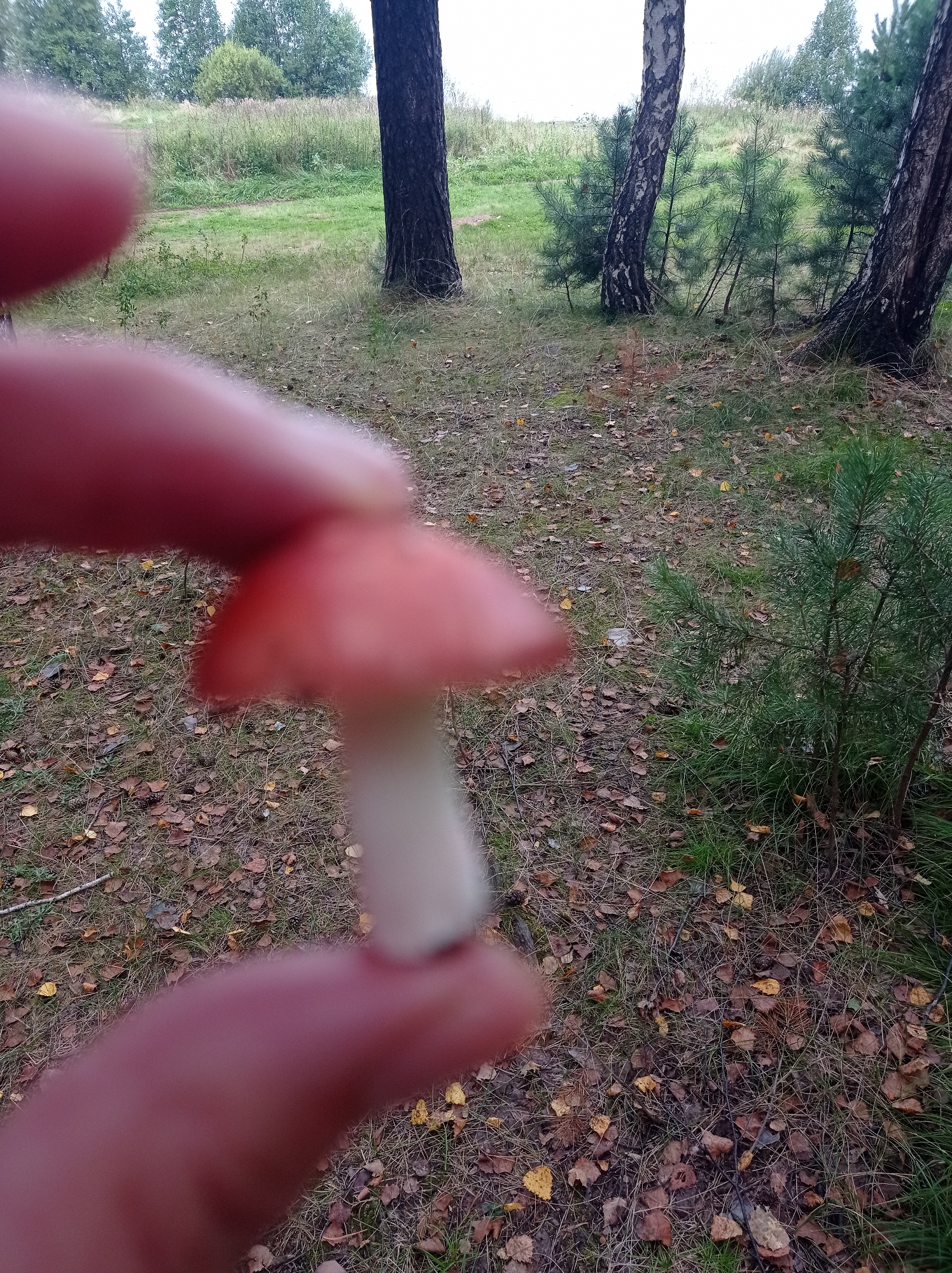 A close-up shot shows a person's fingers holding a small, red-capped mushroom with a white stem in an outdoor setting. The background consists of a grassy area with scattered fallen leaves and trees, suggesting a wooded or park-like environment. The lighting appears overcast. The mushroom's cap is a vibrant red, and its stem is slender and white. The fingers holding the mushroom are partially blurred due to their proximity to the camera.