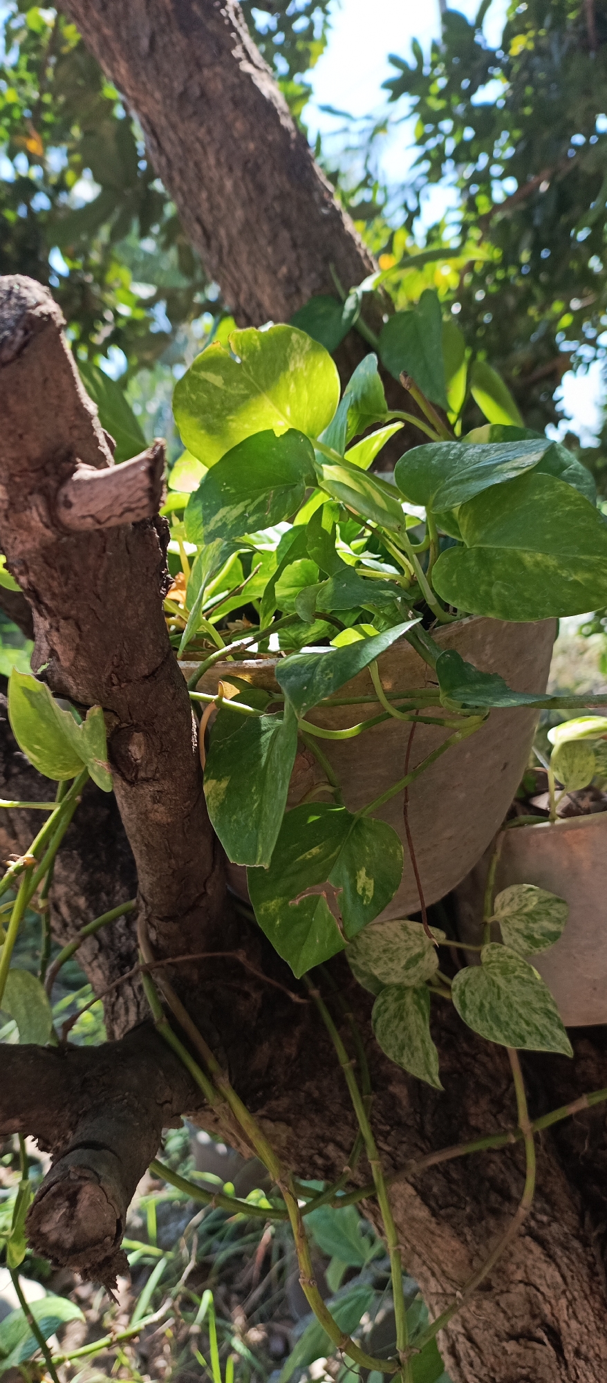 The image shows a close-up of a potted plant, likely a Pothos (Epipremnum aureum), growing on the branches of a tree. The plant has lush green leaves with some variegation of lighter green and yellow. A grey pot containing the plant is visible, resting on a thick, rough-barked tree branch. Another pot is partially visible to the right. The background is blurred, showing dappled sunlight filtering through green foliage and a bright blue sky. The scene appears to be outdoors, in a natural setting, potentially a garden or yard in Jatisari, Indonesia. There are no people or animals visible in the image.