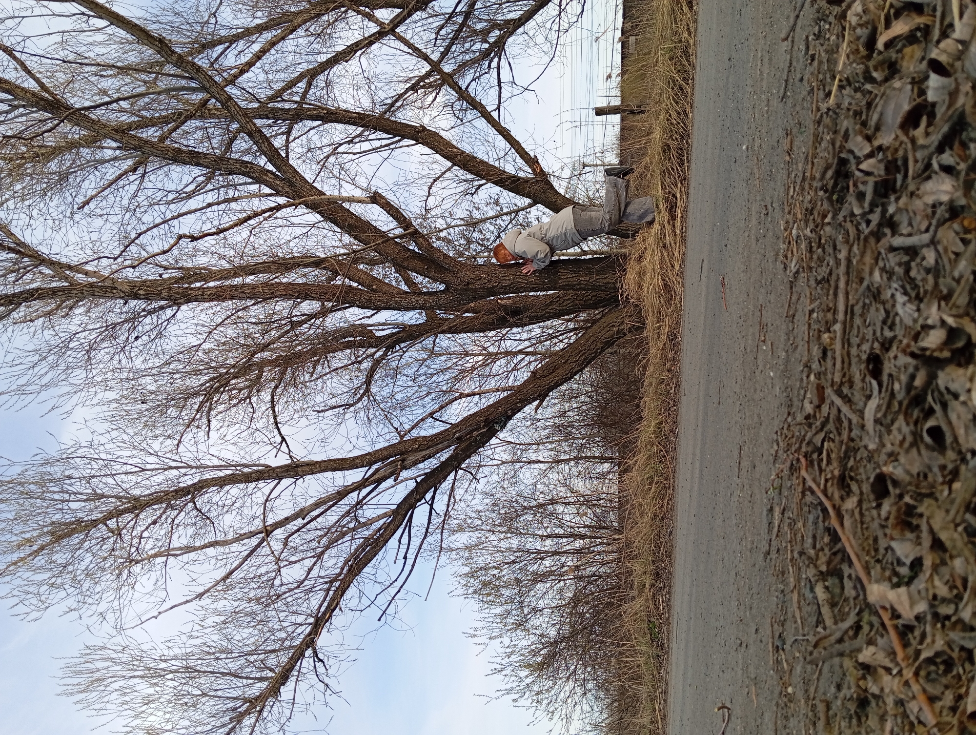 A person is lying on a bare tree branch. The person has reddish hair, is wearing a gray jacket, and gray pants. The tree is bare and has many branches. The tree is on the side of a road. The ground is covered with leaves and debris. The sky is visible through the tree branches. The location may be the city of Yurgamysh, Russia, but cannot be confirmed with certainty.