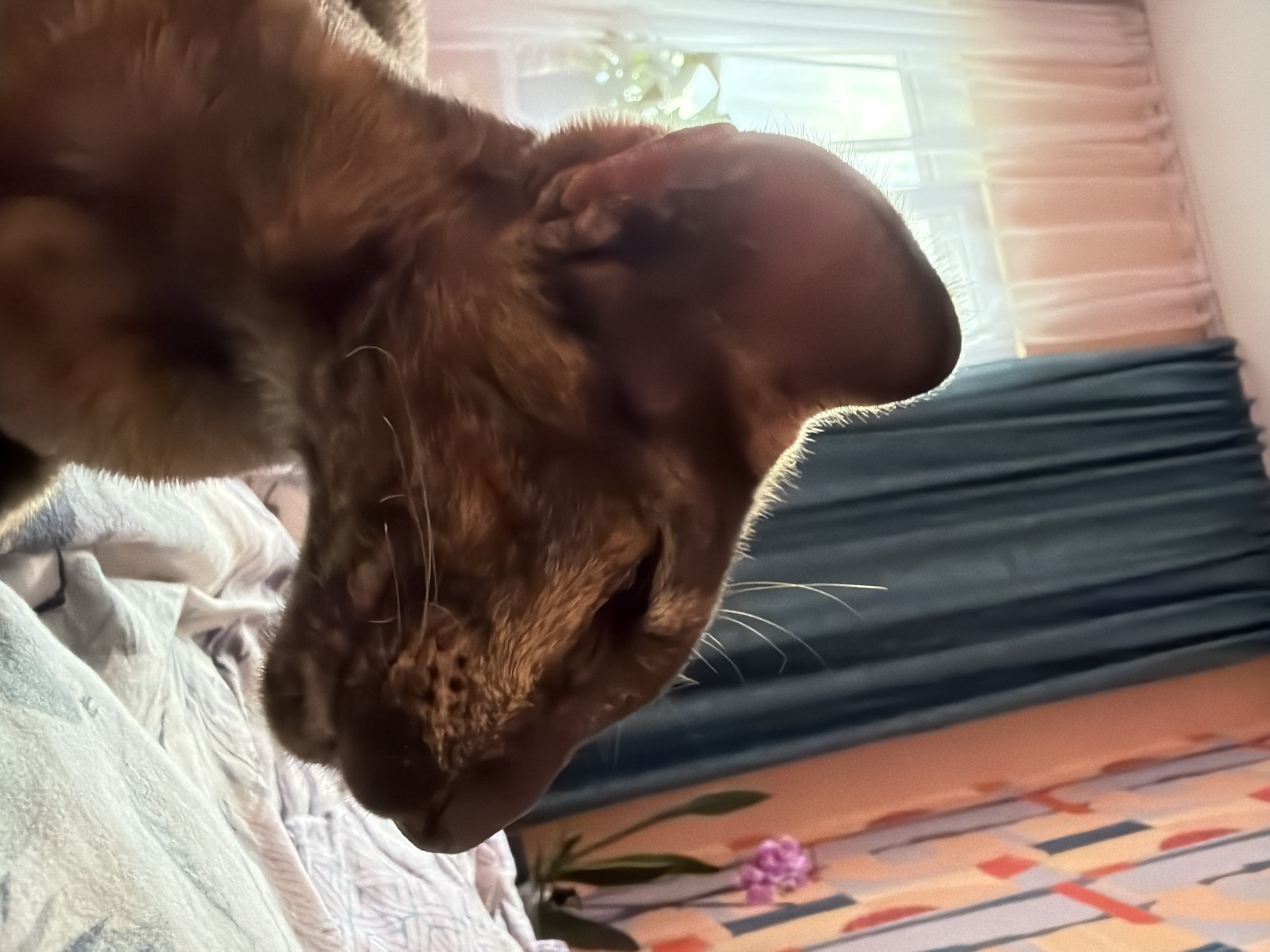 The image shows a close-up, profile view of an oriental cat with large ears, its eyes closed. The cat is facing to the right. The background consists of curtains in shades of blue and pink, and a patterned wall covering with orange and pink geometric shapes. A pink orchid is visible in the background. The cat appears to be resting on a bed with light-colored, textured bedding. The lighting suggests it is daytime, with sunlight filtering through the sheer pink curtains on the left. There are no people visible in the image, and no specific indication of the city of Chaikovsky, Russia, is present.