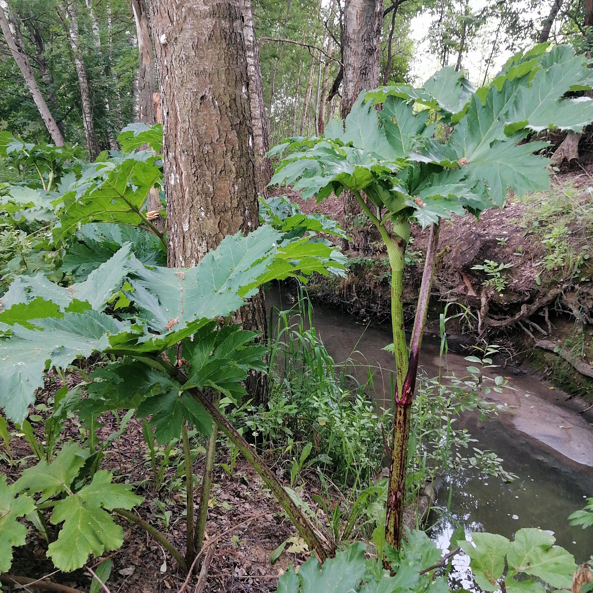 The image depicts a natural scene in a wooded area adjacent to a small stream, likely located in or near the city of YDINO, Russia. In the foreground, several large plants with broad, deeply lobed green leaves are prominent. These plants have thick, segmented stalks, some of which exhibit a reddish-purple hue at their base, indicating the presence of Hogweed, a potentially invasive species. The stalks are rough and textured.
The background reveals a dense forest with numerous trees, primarily appearing to be birch and other deciduous varieties, with their characteristic light-colored bark. The ground is covered with fallen leaves and some undergrowth. A narrow, slow-moving stream or ditch runs diagonally across the middle ground from right to left, its water appearing murky and reflecting the surrounding vegetation. The stream bank on the right is steep and eroded, with exposed roots and soil. The overall impression is one of a wild, overgrown natural environment. There are no people or animals visible in the image.