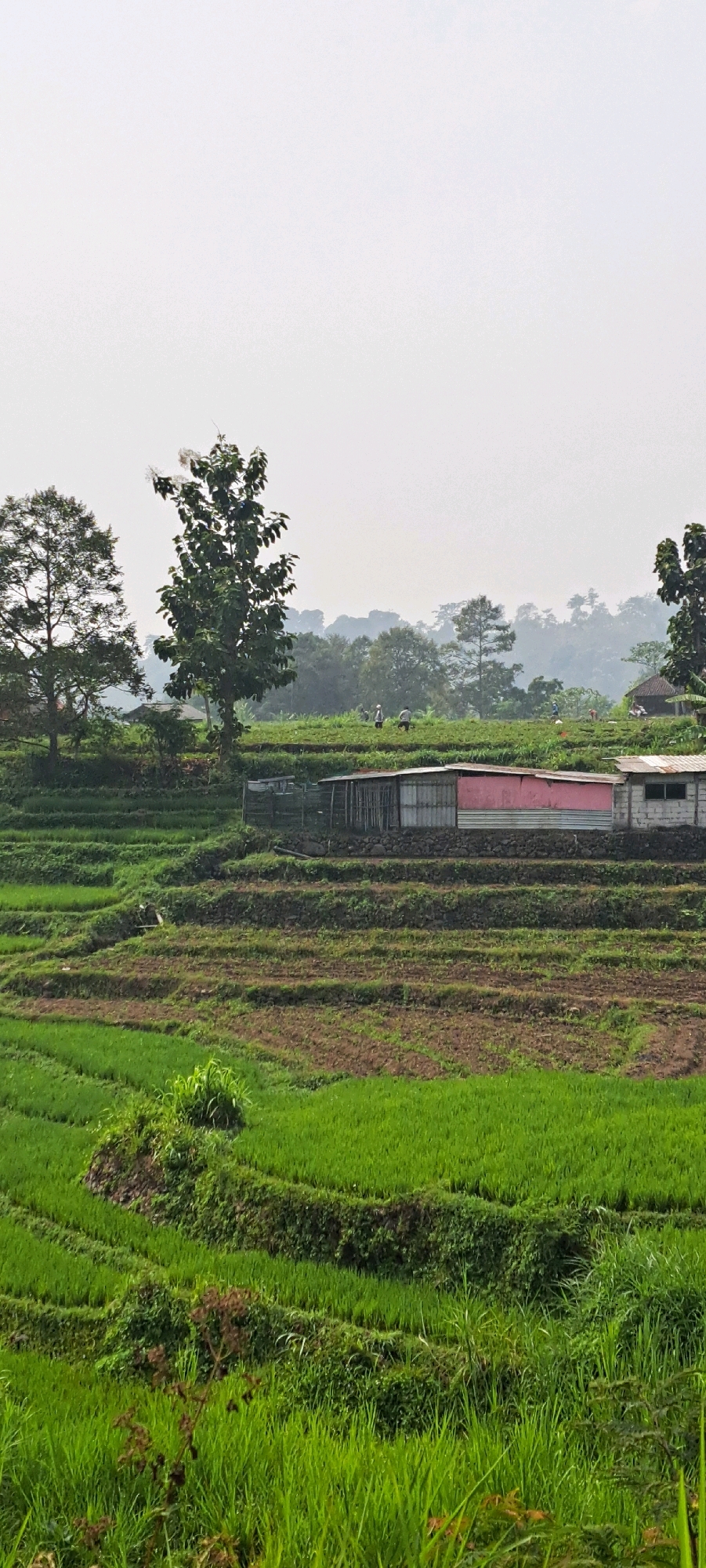In Kesiman, Indonesia, a terraced rice paddy landscape is depicted under a hazy sky. The foreground is dominated by lush green rice plants, with several tiers of terraces visible. In the midground, there are two simple structures, one with a pink side and the other a light-colored brick building. A few figures, appearing to be farmers, are scattered throughout the fields in the midground, engaged in agricultural work. Behind the terraces, a dense forest covers rolling hills, disappearing into the atmospheric haze. The overall scene is one of rural agriculture and natural landscape.
