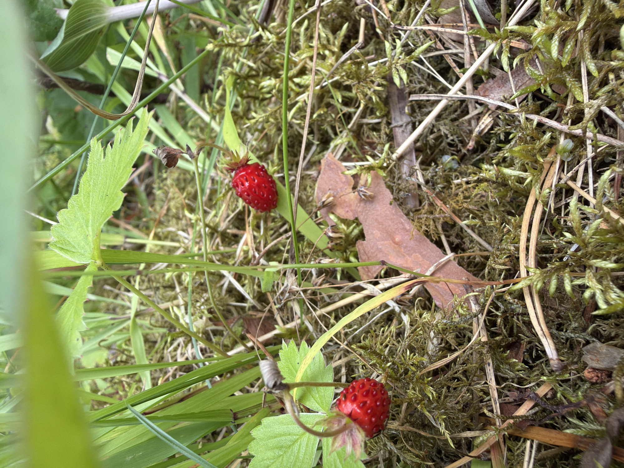 The image depicts two wild strawberries nestled amongst moss, grass, and fallen leaves. The strawberries are red and ripe, with small seeds visible on their surfaces. One strawberry is positioned on a green leaf to the left of the frame, while the other is to the right. The surrounding environment is rich with green moss, dry grass, and a single brown oak leaf. The lighting suggests an outdoor setting, possibly a forest floor or a garden area. The focus is on the natural elements of the scene, with no signs of human presence or activity. The image quality is good, with clear details of the textures and colors of the flora. The context of Jaunsaurieši, Latvia, indicates a temperate climate, consistent with the presence of wild strawberries and moss.