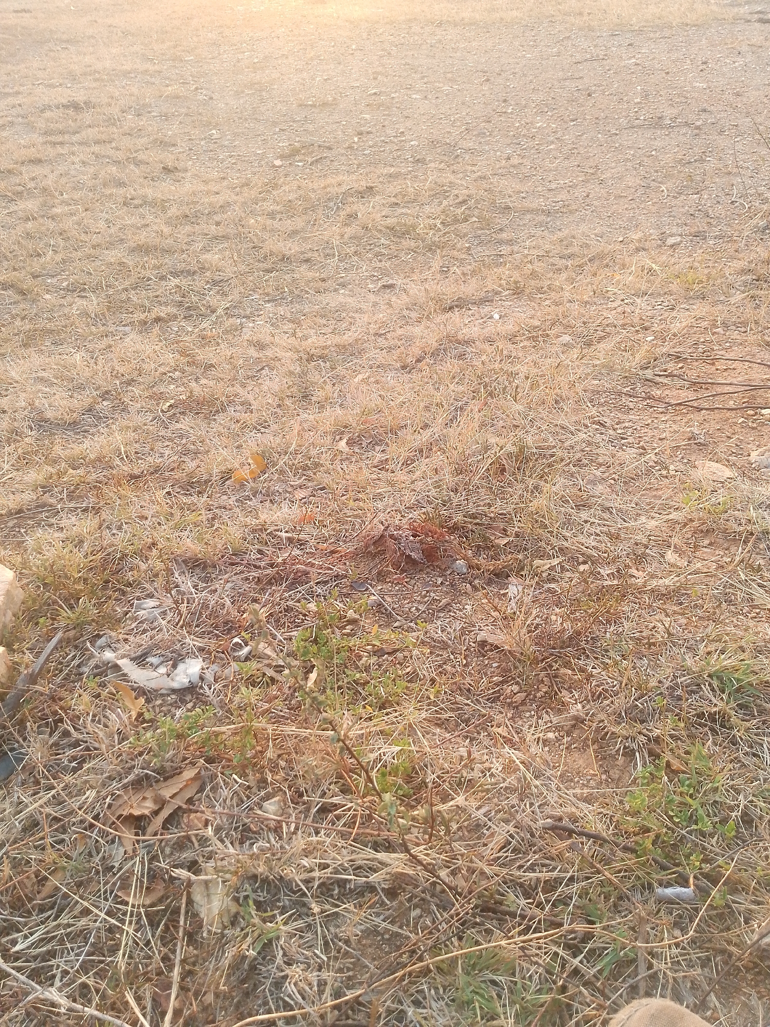 The image depicts an arid, dry landscape in Juan Griego, Venezuela. The ground is covered in dried grasses, weeds, and exposed earth. There is some green vegetation sparsely distributed throughout. Litter is present, including what appears to be a piece of white plastic or paper. The lighting suggests it is either early morning or late afternoon, casting a warm, golden hue.
