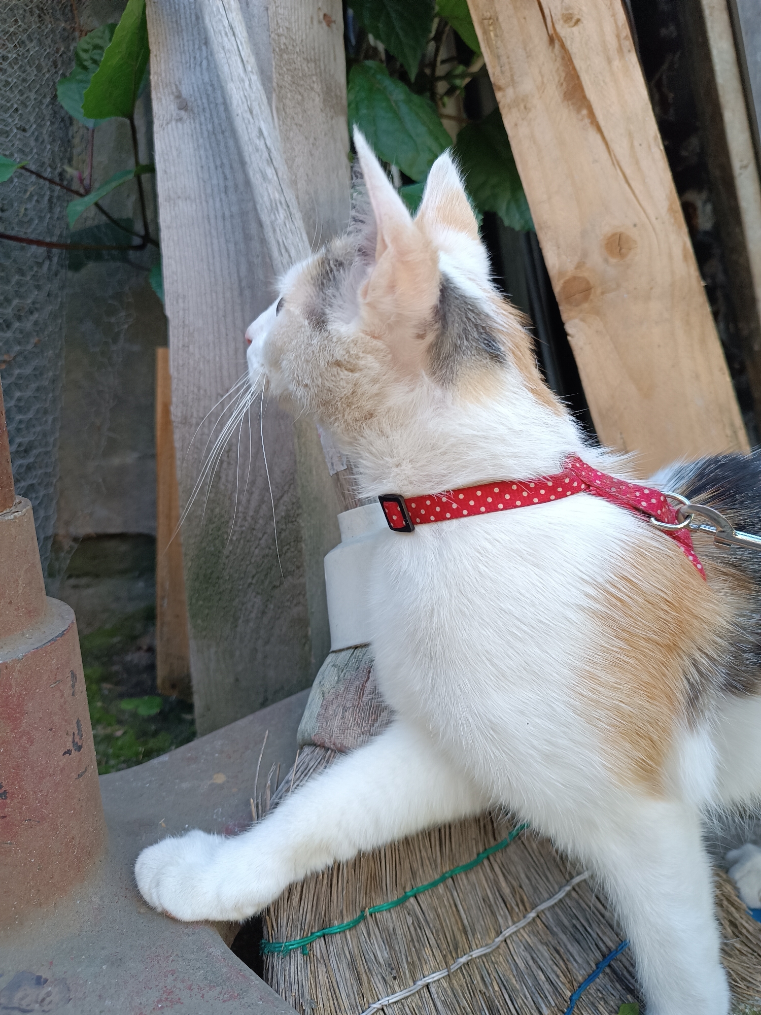 A calico kitten wearing a red polka-dot collar is standing outdoors, its front paw resting on a metallic surface. The kitten is looking to the left, and its white whiskers are clearly visible. The background consists of a wooden fence, plants, and a broom. The image was taken in Viadana, Italy.