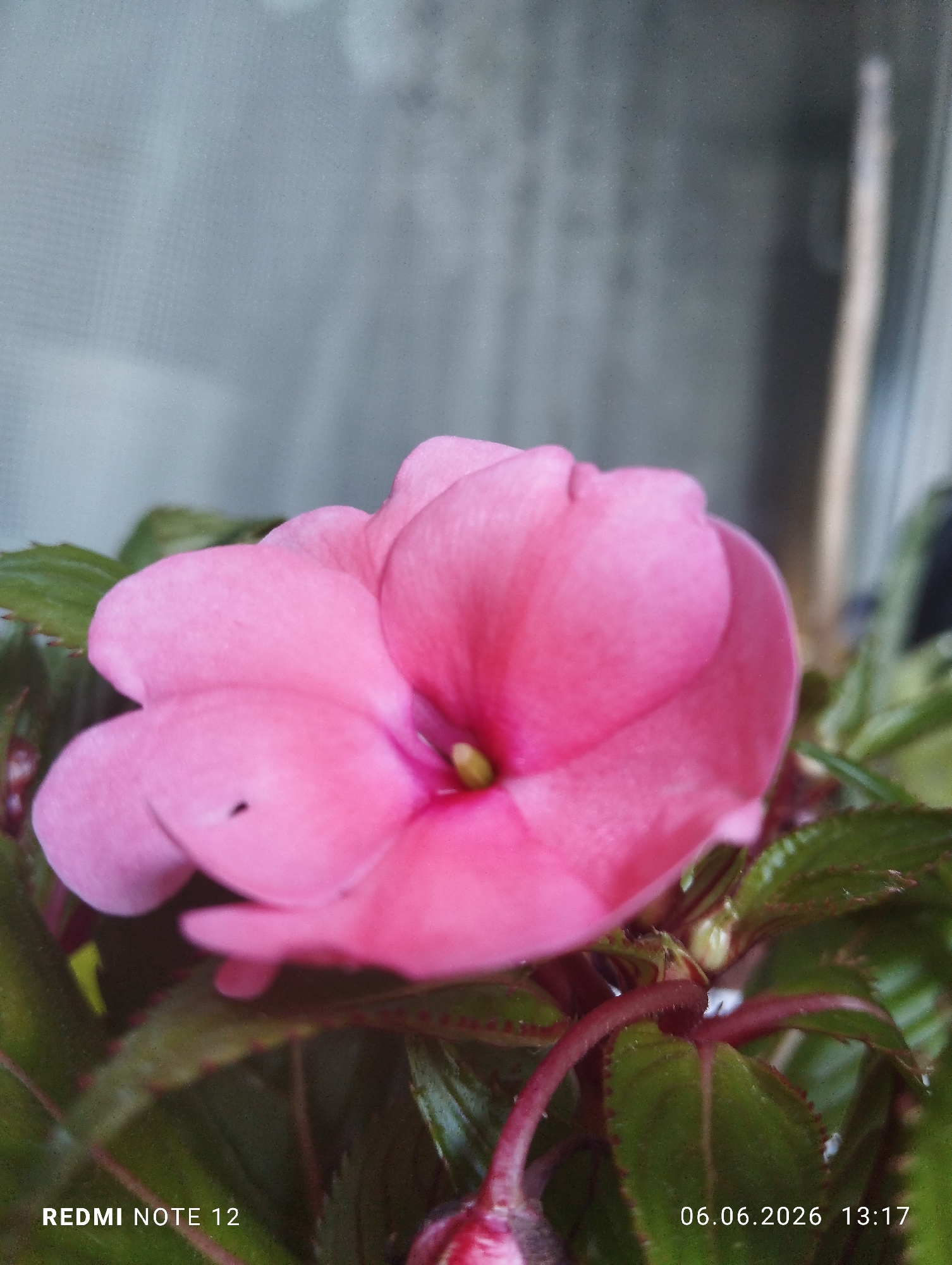 A close-up photograph depicts a vibrant pink flowering plant, likely an Impatiens, positioned in the foreground with a shallow depth of field. The primary subject is a single, fully bloomed flower located centrally, showcasing multiple overlapping petals of a bright fuchsia-pink hue. The flower's center exhibits a small, yellow-green pistil or stamen. A minute, dark, oblong speck, possibly an insect or debris, rests on one of the visible petals towards the lower left quadrant of the flower. Surrounding the flower are several dark green leaves with serrated edges and reddish stems, indicating new growth or specific plant variety. Below the main bloom, a small, lighter green bud is discernible. The background is significantly blurred, presenting as a mottled light grey-blue texture on the left and a darker grey-green area on the right, punctuated by a vertical, light beige element, consistent with an interior setting near a window or light source. No human subjects are present, and no active interactions are depicted. The scene is static, capturing the plant in a fixed moment. A digital watermark in the lower left corner identifies the capture device as "REDMI NOTE 12". Another digital watermark in the lower right corner displays the date and time of capture as "06.06.2026 13:17". The photograph was taken in the city of Burgas, Bulgaria.