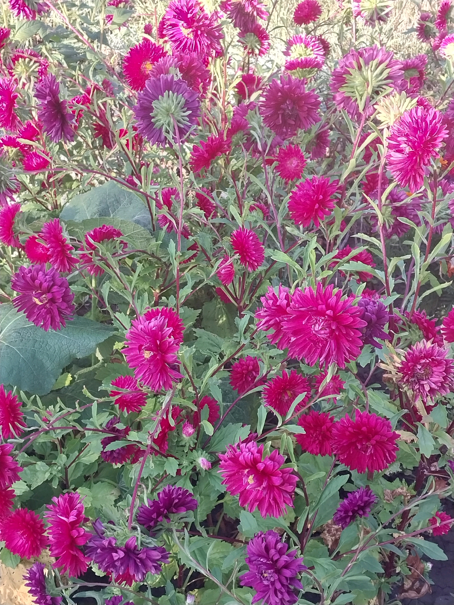 A full-frame, eye-level, outdoor shot captures a dense cluster of asters in various shades of pink and purple, blooming in a garden. The flowers, with their layered petals, range in size and fullness. Green foliage and thin, reddish-brown stems form a textured background. The lighting suggests a bright, possibly sunny day, with some areas of shadow. The image appears to be taken in Doslidne, Ukraine, likely in a residential garden or public green space, given the abundance and variety of the flowering plants. No people are visible in the scene.