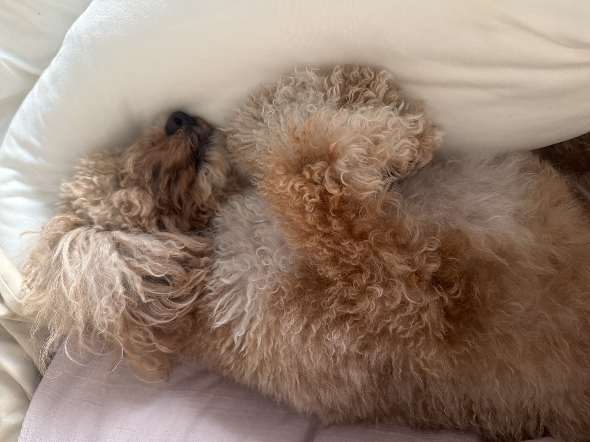 A tan poodle sleeps soundly on a white pillow in Boca Raton, Florida. The dog is curled up, with its head resting on its paws. The poodle's fur is curly and a mix of tan and cream colors. The pillow appears to be soft and plush, and the dog seems to be very comfortable. The background is blurred, but it appears to be a bedroom or living room.