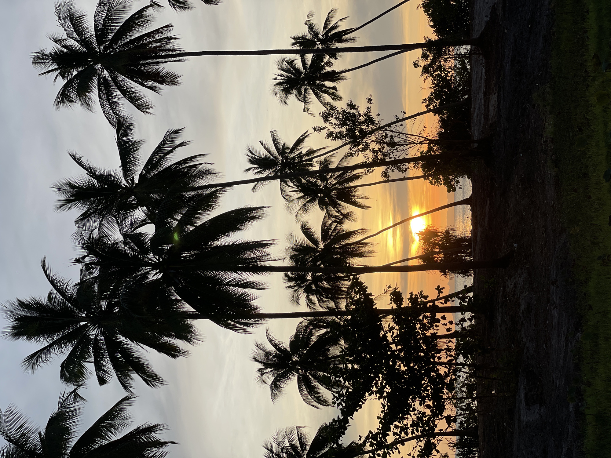 The image depicts a sunset scene in Baan Taling Ngam, Thailand. The foreground features silhouettes of palm trees, their fronds clearly visible against the backdrop of the sky. In the distance, the sun is partially obscured by trees, creating a bright orange glow. A body of water is present, reflecting the sunlight. The foreground also shows denser vegetation and some ground. The sky transitions from pale grey to yellow and orange.