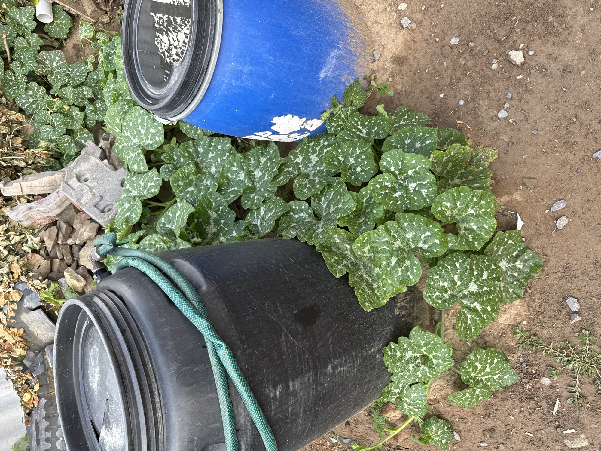 In Novoshakhtinsk, Russia, two large plastic barrels, one black and one blue, are situated on the ground amidst a patch of green, leafy plants. A green garden hose is looped around the black barrel. The ground is a mix of dirt and small stones, with some scattered debris in the background, including pieces of concrete and dried leaves. The scene appears to be outdoors in a yard or garden area. There are no people visible in the image.