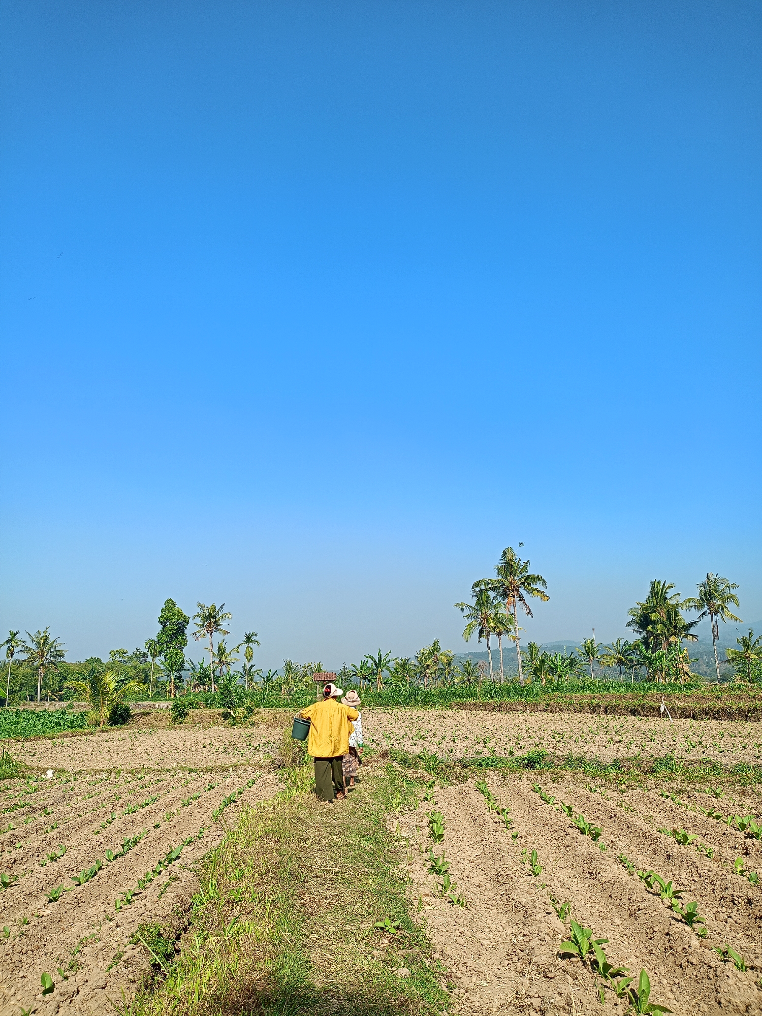 The image depicts a rural agricultural scene in Jelbuk, Indonesia. Two individuals, likely farmers, are walking away from the camera down a dirt path that cuts through a freshly planted field. The field is characterized by rows of young green plants emerging from the tilled brown earth. The farmer in the foreground wears a bright yellow shirt and dark pants, carrying a green bucket. The second farmer, slightly behind and to the left, wears a patterned shirt and a hat.
The background reveals a lush landscape with numerous palm trees and other vegetation, suggesting a tropical or subtropical climate. In the distance, a hazy mountainous or hilly terrain is visible under a clear, bright blue sky. The overall impression is one of agricultural activity under a sunny day.