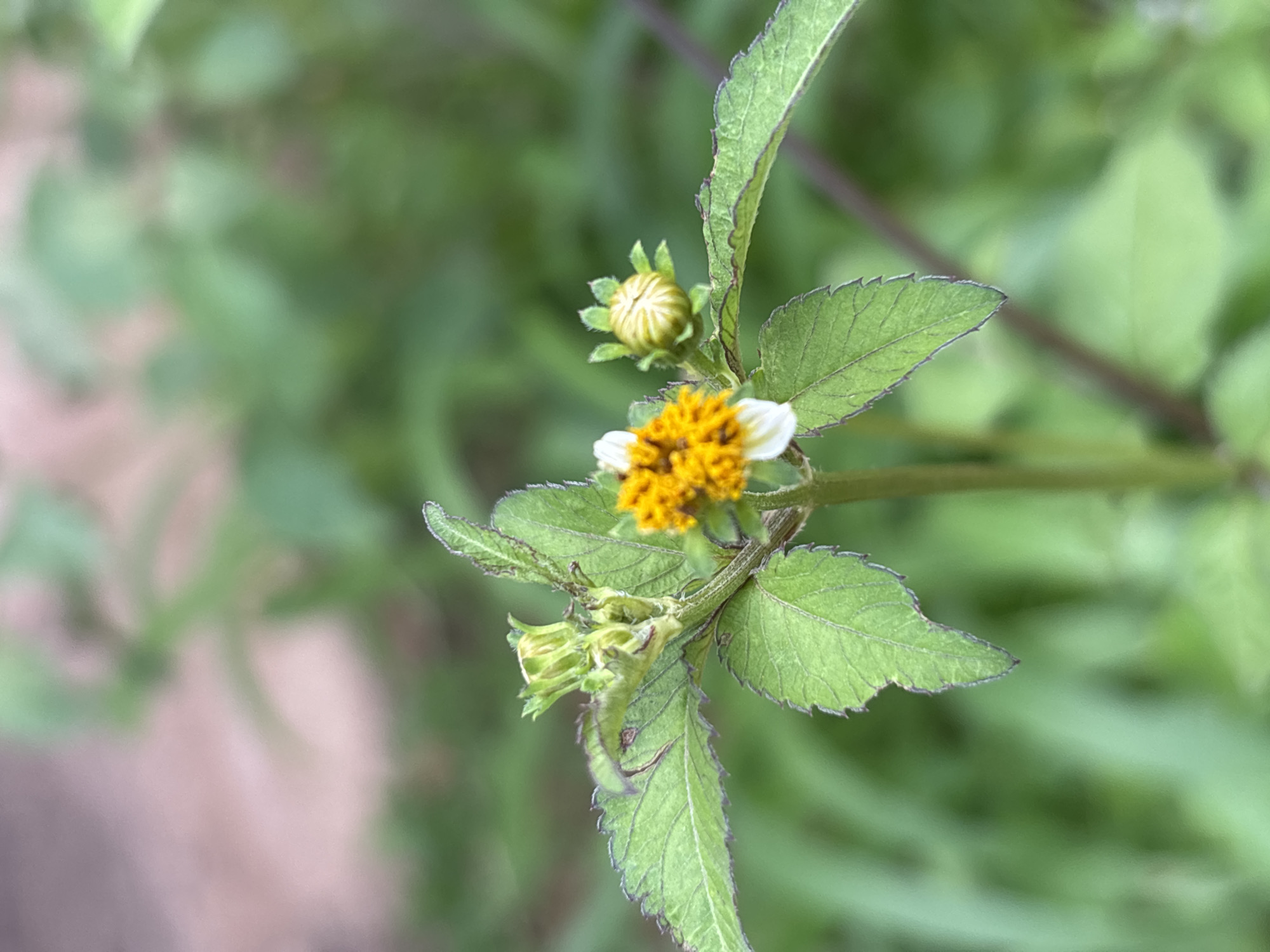 The image shows a close-up of a small flowering plant with green serrated leaves and two buds. One flower is partially open, revealing yellow petals surrounding a darker center and white outer petals. The other bud is tightly closed and oval-shaped with green sepals. The plant is set against a blurred background of green foliage and a hint of reddish-brown ground, suggesting an outdoor environment. There are no people or discernible actions in the image. The scene could be anywhere with similar flora, including a garden or natural area in Jos, Nigeria, but the image itself does not provide specific locational markers.