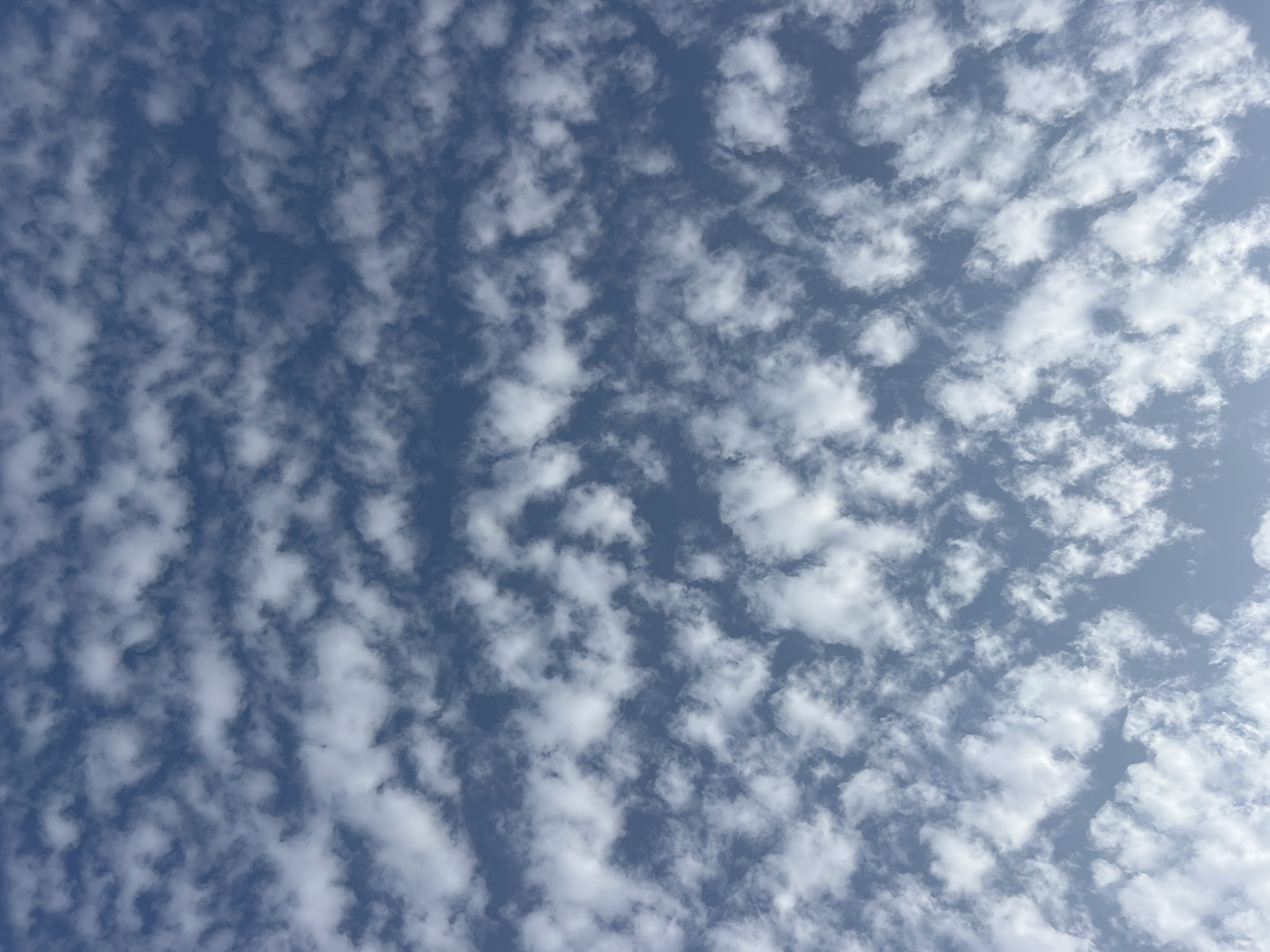 The image depicts a sky filled with scattered, wispy white clouds against a backdrop of a clear blue sky. The clouds are small and appear to be in a pattern, with rows or bands of denser cloud cover interspersed with patches of clear sky. The lighting suggests it is daytime, possibly mid-morning or afternoon, with the sun casting a soft illumination on the clouds. The scene is devoid of any structures, people, or specific landmarks that would place it within the city of Algeciras, Spain, or any other urban environment. It is a purely natural atmospheric phenomenon.