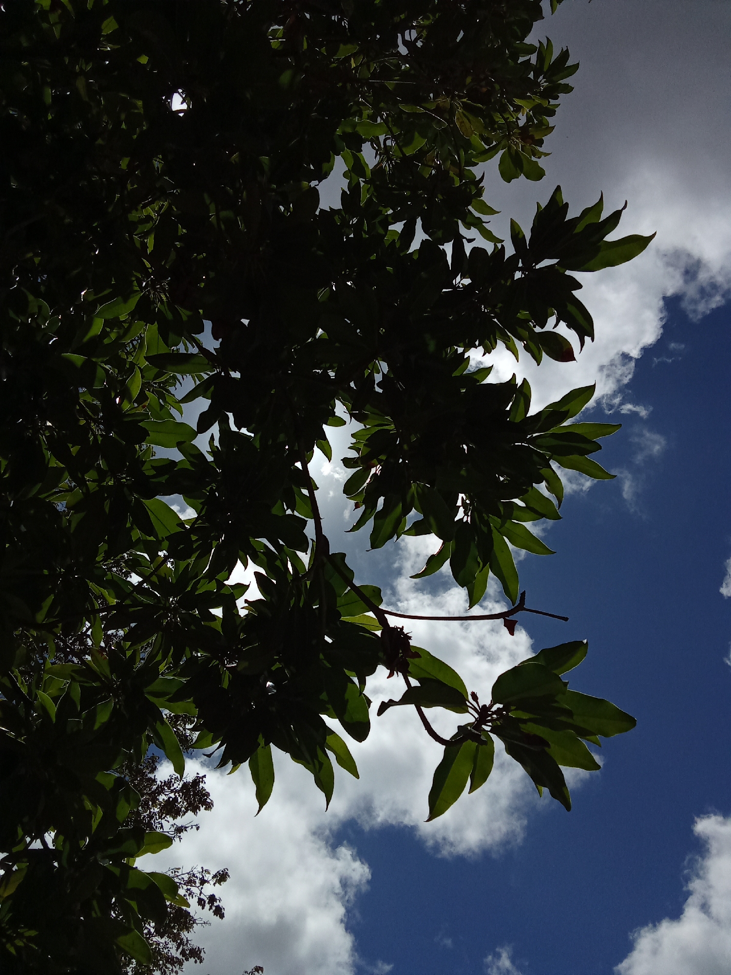 The image shows a view looking up through the branches and leaves of a tree, with the sky visible in the background. The sky is blue with scattered white clouds. The leaves are green and appear somewhat backlit, creating a contrasting light and dark effect. Based on the context of Juan Griego, Venezuela, it's reasonable to assume the image was taken in a natural area within or near the city, such as a park or garden. Without more details, specifics of the city and location cannot be determined.