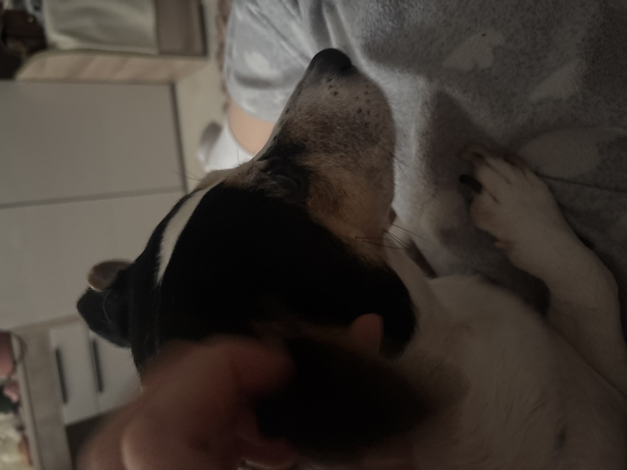 This is a close-up, indoor photograph of a dog, likely a Jack Russell Terrier, being petted. The dog is mostly black and white with some tan markings around its snout. Its head is turned to the right, with its eyes not visible. A human hand is visible in the upper left corner, petting the dog's head. The dog is lying on a gray, patterned blanket or duvet. In the background, a dresser with drawers and a blurred wardrobe or closet are visible. The lighting is dim, suggesting it is nighttime or a poorly lit room. The location of this scene is Vsevolozhsk, Russia, within a residential setting.