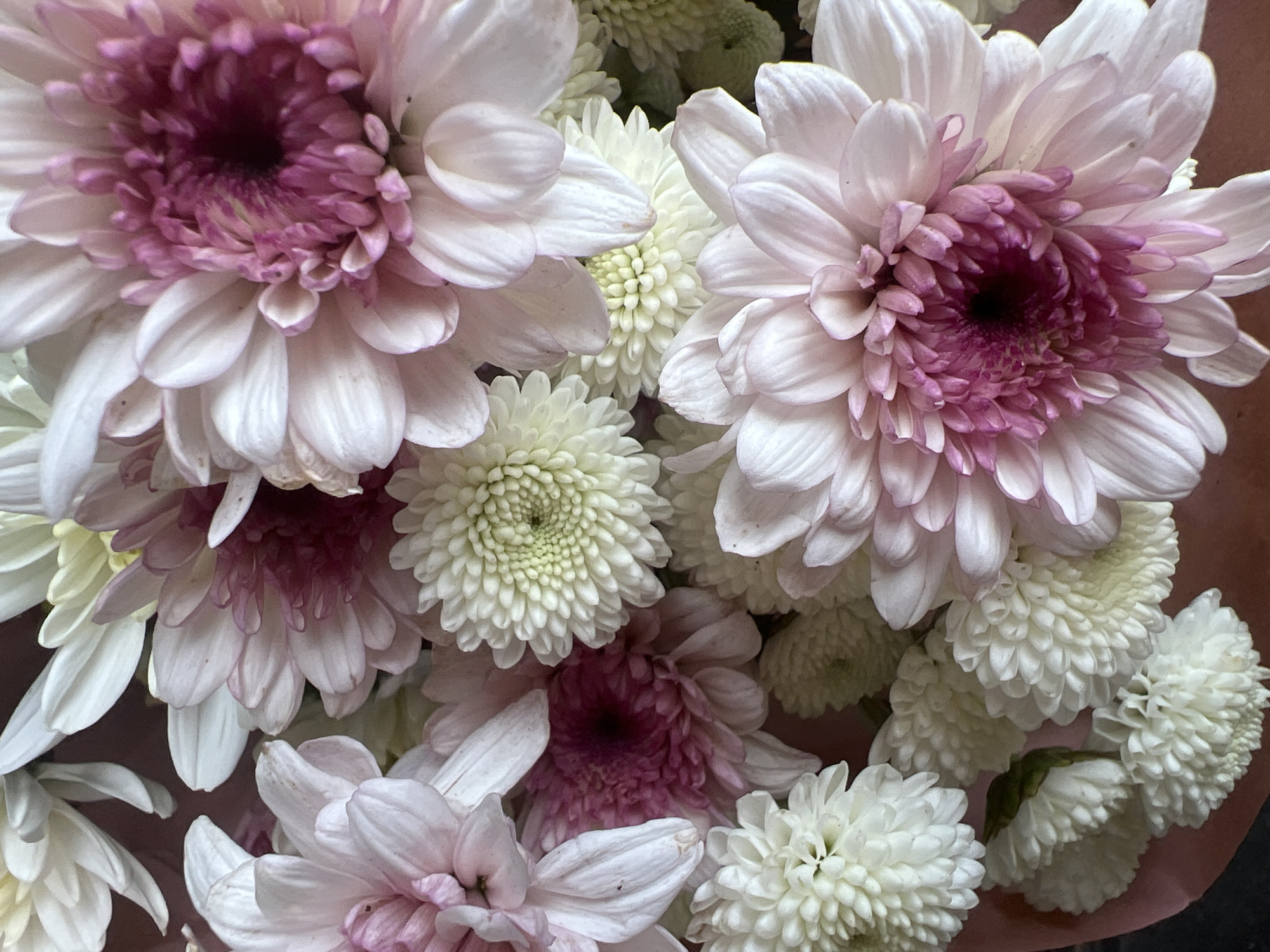 This is a close-up, overhead shot of a bouquet of chrysanthemums in various shades of pink and white. The flowers are densely packed, with some larger, multi-petaled blooms in the foreground and smaller, button-like flowers in the background. The petals are delicate and layered, with a mix of soft pinks and crisp whites. The center of the larger pink flowers reveals a deeper, almost fuchsia hue. The lighting is soft and diffused, highlighting the textures of the petals. The image does not contain any people or discernable environmental context within the city of Hadera, Israel.