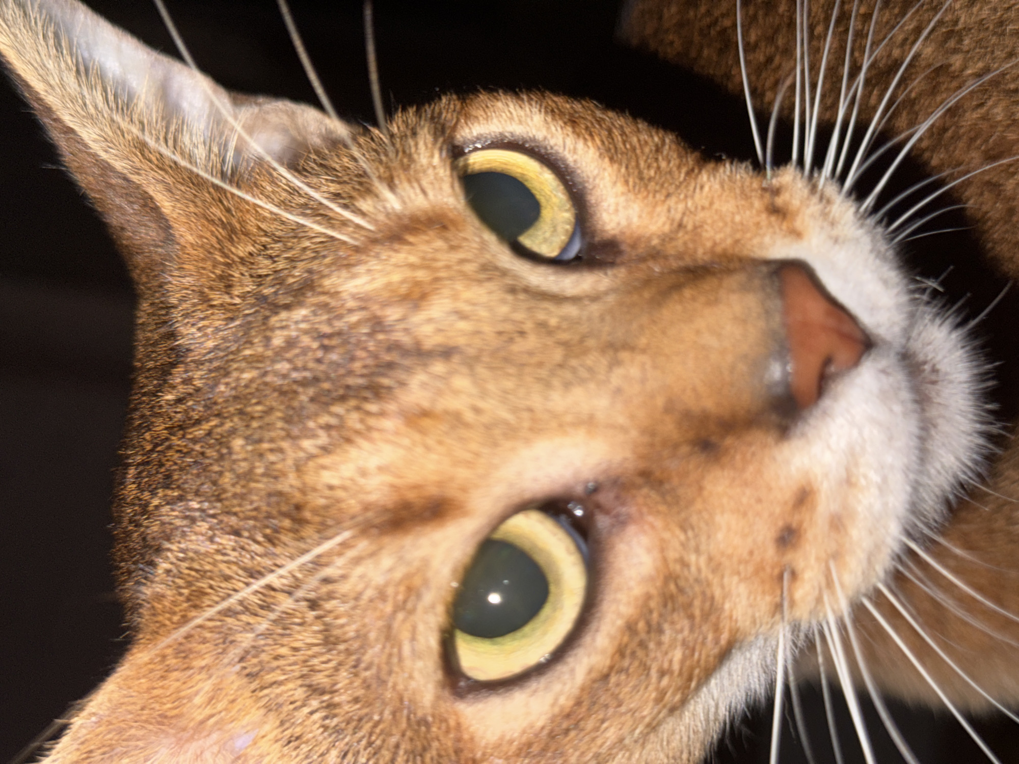 The image is a close-up, head-on shot of an Abyssinian cat with striking yellow-green eyes and reddish-brown fur. The cat's face is the primary focus, with intricate details of its fur texture, whiskers, nose, and eyes clearly visible. The background is dark and out of focus, making the cat stand out. There is no indication of a specific location, city, or environmental context within the image itself. The image is a portrait of a cat and does not depict any urban scenes or human activity.