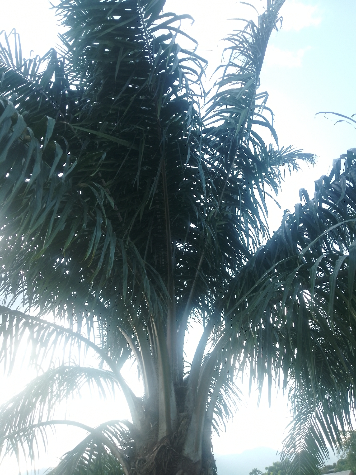 This media file is a photograph of a palm tree, captured from a low angle looking upwards towards the sky. The tree is lush and green, with long, frond-like leaves fanning out from the trunk. The sunlight is bright, creating a slight overexposure in some areas, particularly around the top of the frame where the sky is visible. The sky itself is mostly a bright, pale blue with a few wispy clouds. In the distance, a faint outline of mountains or hills can be seen. The scene suggests a warm, tropical environment, possibly during the day. The focus is entirely on the palm tree and its foliage, with no people or other objects prominently featured. The overall mood is one of natural beauty and tranquility. The location context provided is Serti, Nigeria, which aligns with the visual cues of a palm tree in a potentially humid climate. There is no visible text within the image.