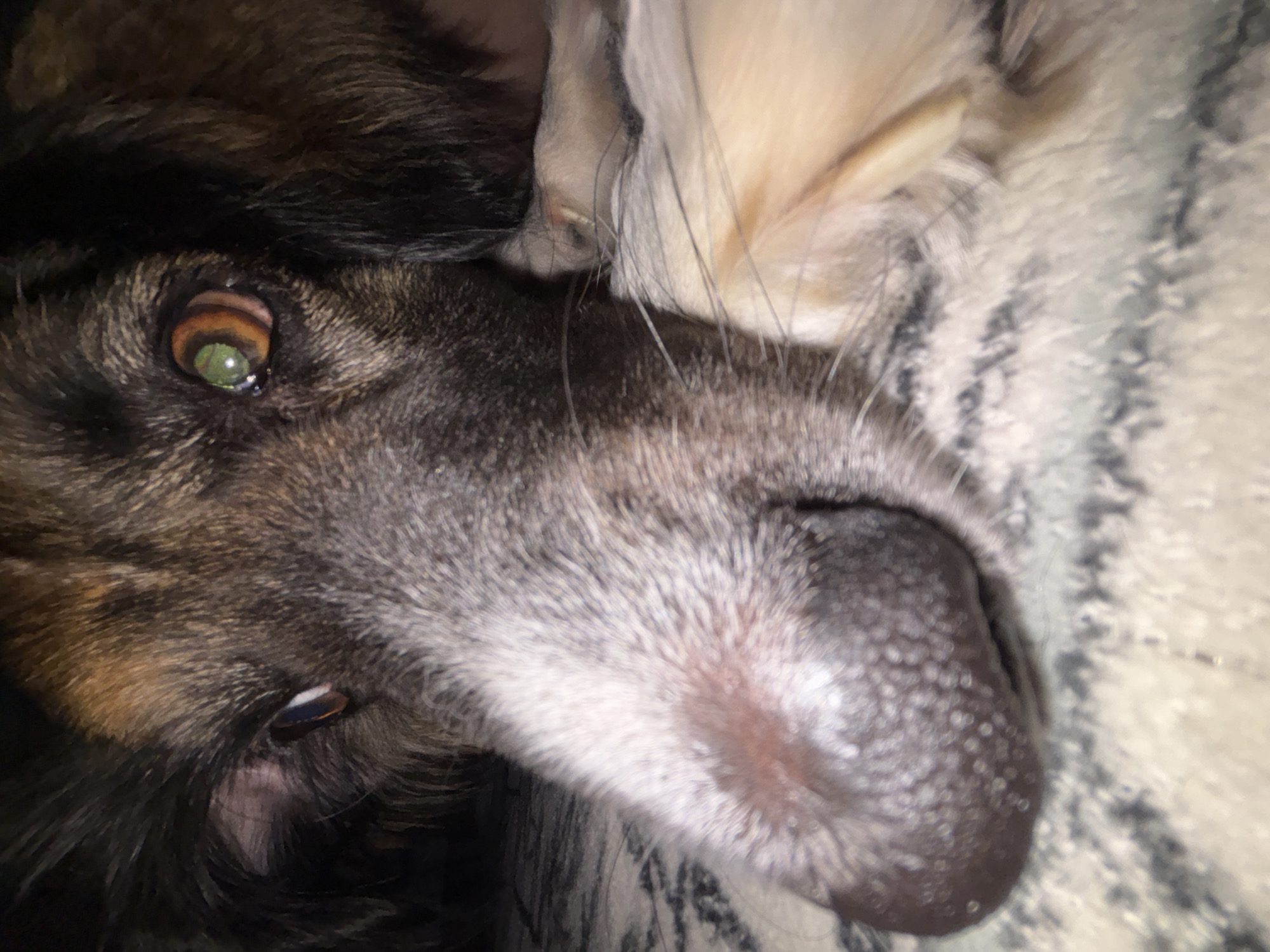The image is a close-up, vertically oriented photograph of a dog's face. The dog appears to be lying down, with its head tilted. The subject's fur is a mix of dark brown, black, and lighter tan or cream colors, with some graying around the muzzle, suggesting it might be an older dog. The dog's eye is visible on the left side of the frame, showing a striking green iris with hints of brown. The pupil is dark and appears dilated. The dog's nose is a dark, leathery texture with visible pores. It is nestled against a soft, textured surface, possibly a blanket or rug, which has a striped pattern in shades of gray and cream. The lighting in the image is dim, creating a cozy and intimate atmosphere. The close-up nature of the shot emphasizes the textures of the fur and nose, as well as the detail in the dog's eye. No people or text are visible in the image. The overall impression is one of warmth and repose.