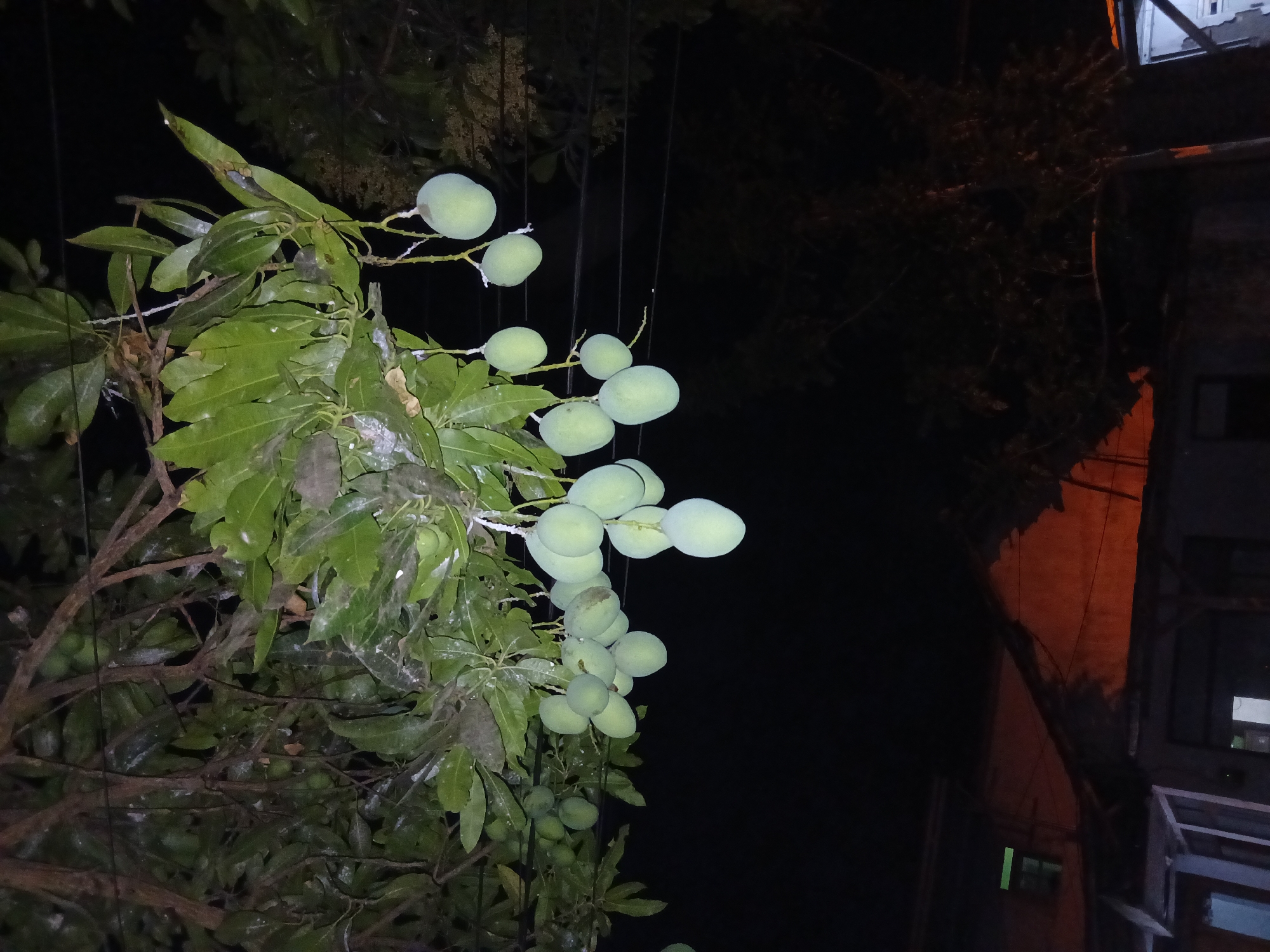 An outdoor nighttime photograph taken in Kademangan Kulon, Indonesia, depicts a mango tree laden with numerous unripe, green mangoes hanging from its branches. The mangoes are clustered together, with some individual fruits clearly visible. The tree's leaves are green and abundant, creating a dense canopy. In the background, the roofs of houses are visible, some appearing to be made of corrugated metal or tile, and one shows signs of damage or disrepair. A single window on one of the houses emits a faint green light. The overall scene is dark due to the nighttime setting, with the mangoes and some architectural elements illuminated by an unseen light source. There are no people visible in the image.