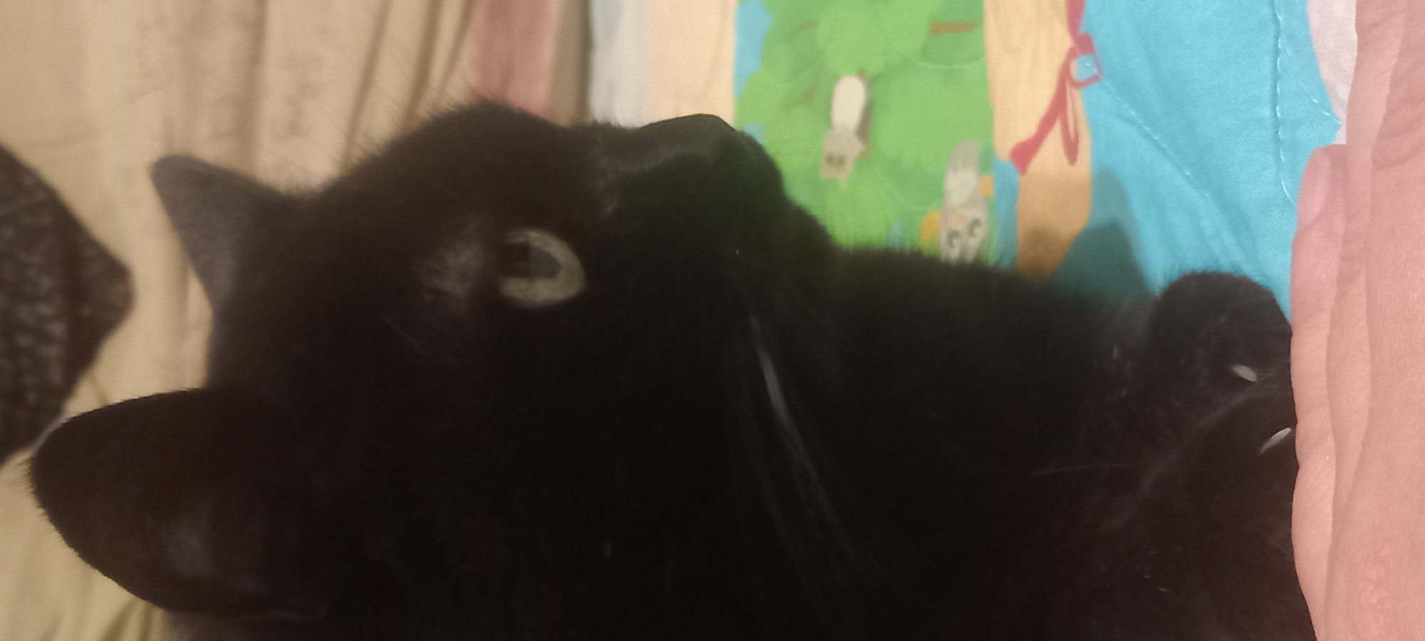 The image shows a close-up, vertical shot of a black cat's head and paws. The cat is lying on a bed or couch with a patterned blanket beneath it. The blanket has a light blue base with cartoon images of animals, possibly owls and mice, in green trees. The cat's fur is black and appears soft. Its left eye, a pale green color with a dark pupil, is visible. The cat's front paws are resting on the blanket, and its claws are slightly extended. The background is blurred, showing what appears to be bedding in muted colors. There are no discernible architectural elements or signs of the city of Kryvyi Rih, Ukraine, present in the image.