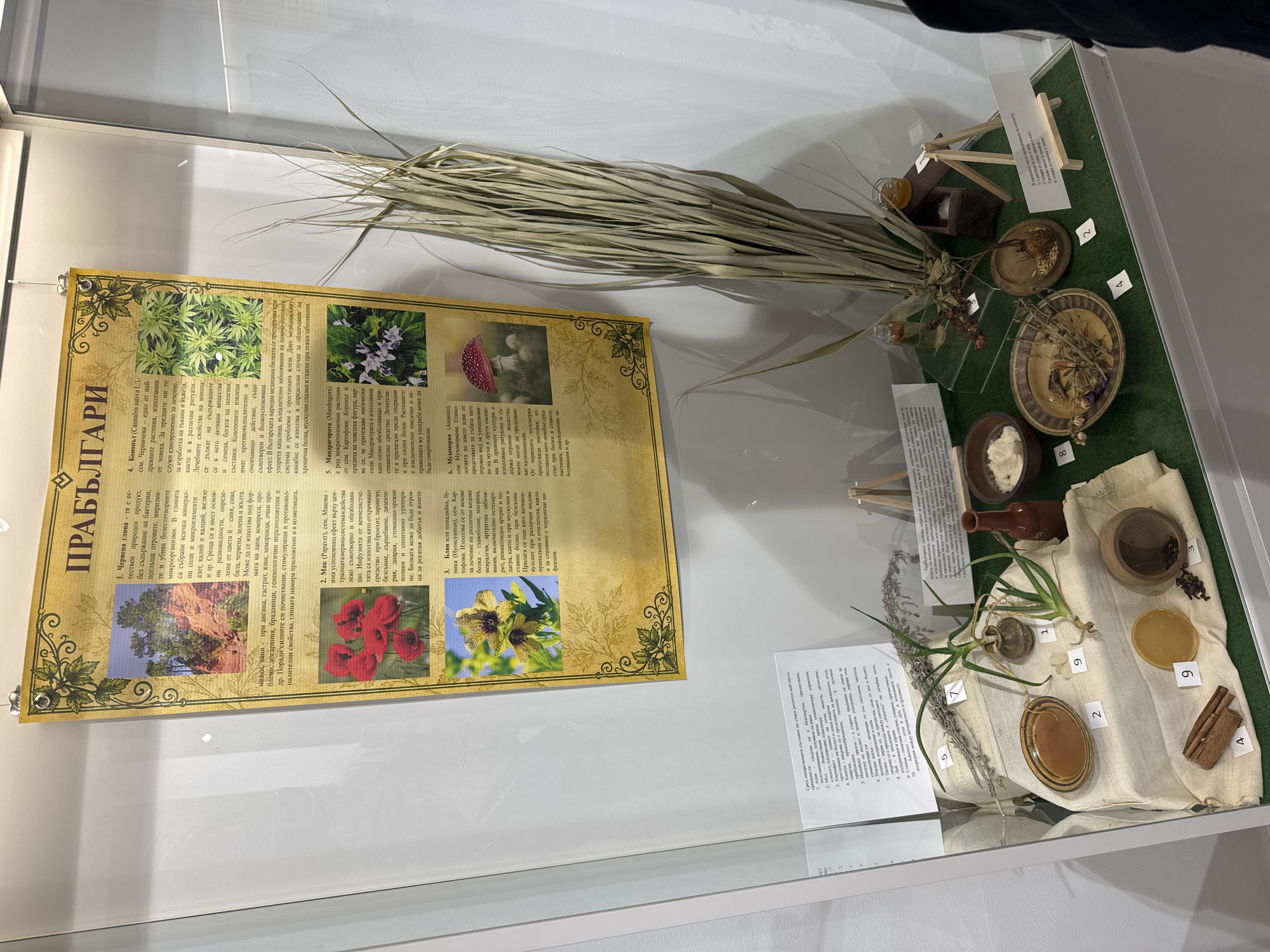 The image displays an exhibit within a museum setting, likely in Gabrovo, Bulgaria, focusing on traditional Bulgarian folk medicine and remedies. A large informational poster titled "ПРАБЪЛГАРИ" (Ancient Bulgarians) dominates the upper portion of the frame, featuring illustrated sections on various plants and their medicinal uses, such as "Червена глиня" (Red Clay), "Мак" (Poppy), and "Блян или Попадийка" (Henbane). The poster is ornately decorated with floral and vine motifs. Below the poster, a museum display case is presented. The exhibit itself consists of various natural items and artifacts arranged on a green, artificial turf base. These include: * **Ceramic dishes and bowls:** Several earthenware bowls and plates are visible, some containing substances like a golden liquid (possibly honey or oil), a yellowish solid (perhaps wax or a salve), and dark, granular material (potentially spices or dried herbs). * **Dried plants and herbs:** Bundles of dried grasses and sprigs of lavender are arranged, along with other dried plant materials in bowls and in a small wooden box. * **Small vials and containers:** A small glass bottle with a red liquid, a small ceramic pot with an intact plant sprout, and a miniature wooden structure resembling a beehive with a small pot of honey are also present. * **Spices:** Cinnamon sticks and whole cloves are displayed. * **A mushroom:** A dried mushroom is positioned on a circular wooden base. * **Numbered labels:** Several items are accompanied by small, white numbered labels (1, 2, 3, 4, 5, 7, 8, 9), presumably referencing specific plants or remedies detailed on accompanying text panels or the main poster. One label, "2", appears to be attached to a small wooden dish containing a bulbous plant part. Label "1" is attached to a small ceramic pot holding a small plant. Label "4" is attached to cinnamon sticks. Label "3" is attached to a small bowl of cloves. Label "5" is attached to a bundle of dried herbs. Label "7" is attached to lavender. Label "9" is attached to yellow wax-like material and a brown dish with amber liquid. Label "8" is attached to a bowl of white material. * **Text panels:** Two additional text panels are present within the display case, providing further information on the exhibit's theme. One smaller panel is placed on an easel in front of the display. The overall presentation is educational, showcasing historical and cultural aspects of Bulgarian folk medicine through preserved natural