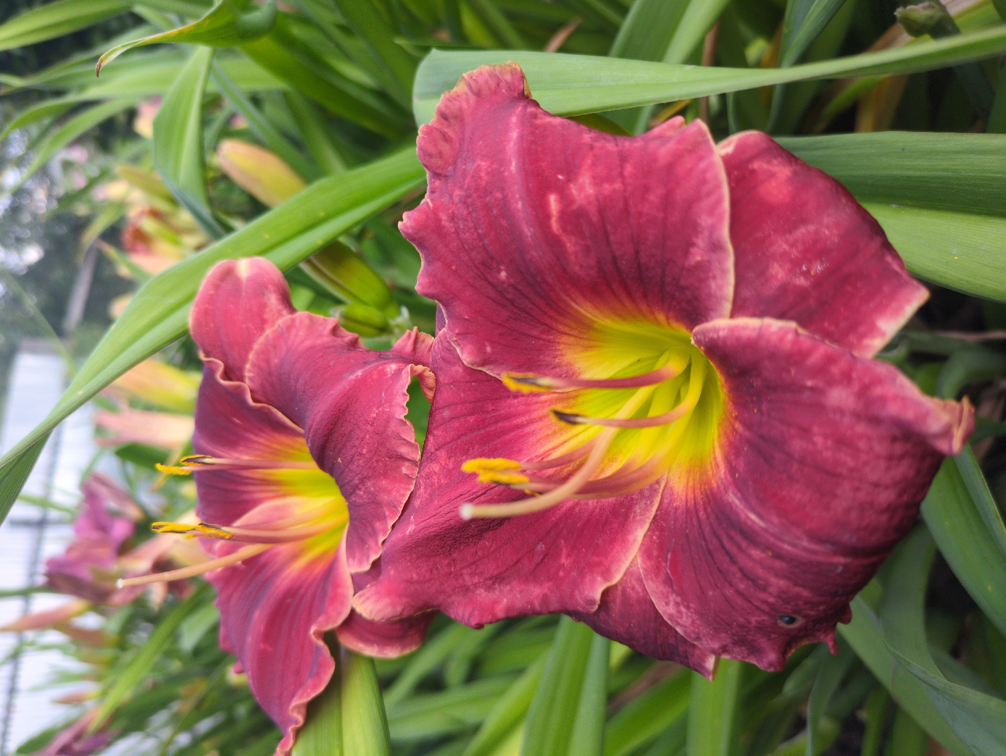Two deep burgundy daylily flowers are in focus in the foreground, with their ruffled petals unfurling to reveal bright yellow throats. Yellow stamens tipped with darker pollen are prominently displayed within each bloom. Lush green foliage surrounds the flowers, with some buds and other daylilies visible in the soft-focus background. The overall scene suggests a garden setting, likely in Kulebaki, Russia, given the context of the request.