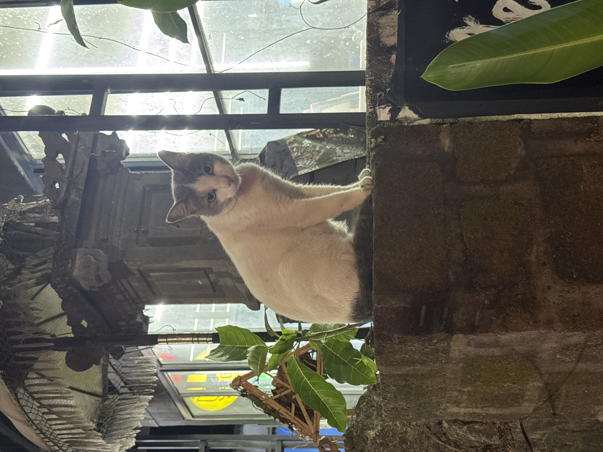 The photograph shows a medium-sized, white and grey cat clinging to a concrete column structure. The cat is positioned at an angle, looking directly at the camera. The column appears aged and weathered, with visible surface texture. Behind the cat and column is a metal framework structure, likely part of a building or establishment, possibly outdoors. Beyond that, there is a glimpse of the urban environment, including what appears to be awnings and other structural details. The scene appears to be in partial shade. The location is Ungasan, Indonesia.