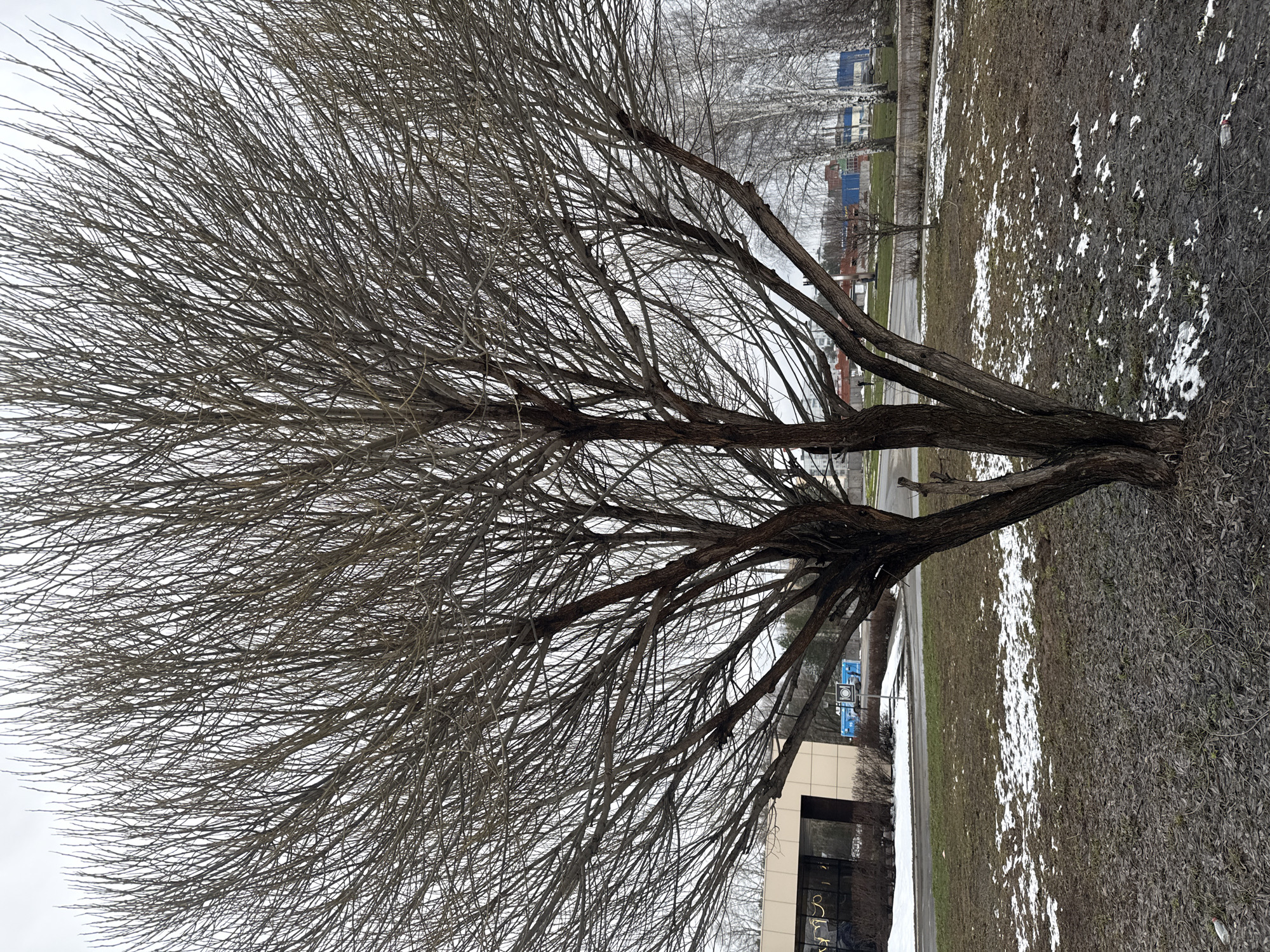 A landscape photograph depicts a bare tree with numerous branches dominating the frame. The tree has a thick, dark trunk that splits into several large branches. The branches extend upwards and outwards, forming a dense network of thin, gray twigs. The ground is covered in a patchy mix of brown grass, dead leaves, and scattered snow. A building with a light-colored facade and dark windows is visible in the background to the bottom left of the tree. In the far background, blurred building structures and bare trees suggest an urban environment. The sky is overcast and gray. The photograph is shot with a slight tilt, accentuating the height and spread of the tree.