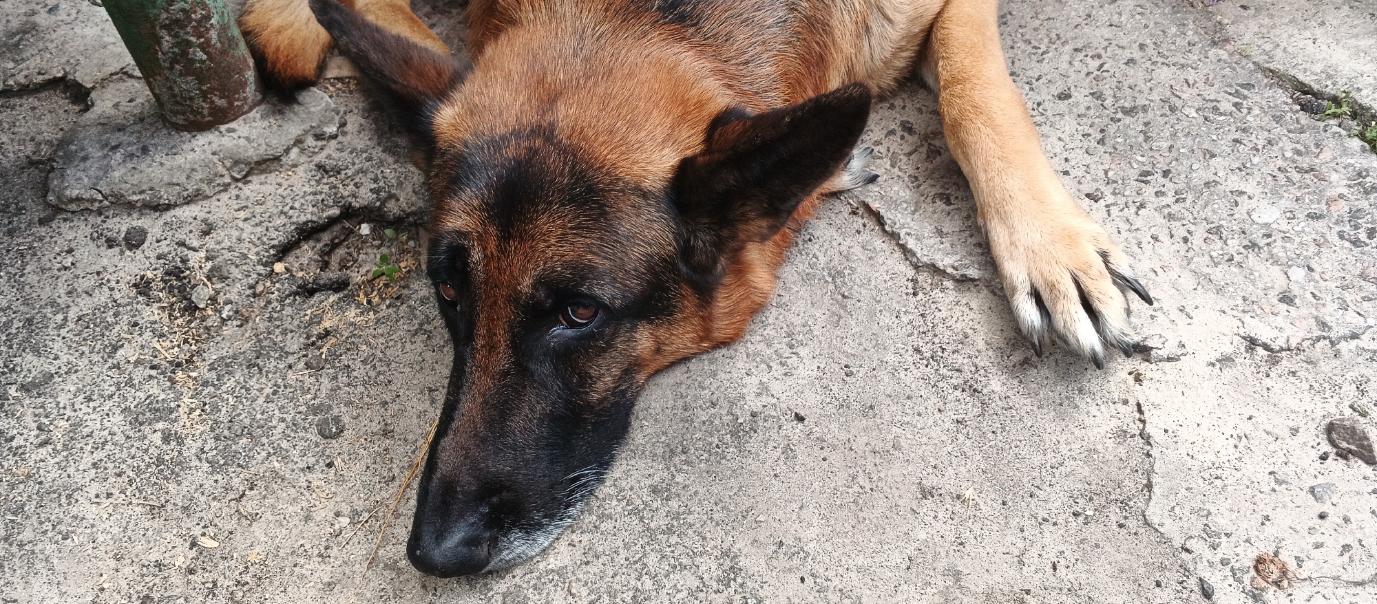A German Shepherd dog lies on a cracked concrete surface. The dog's head is turned to the left, with its ears perked up. Its eyes are partially closed, and its tongue is not visible. The dog's fur is predominantly brown and black, with some lighter tan markings. A portion of its front paw is visible on the right side of the image, showing dark claws. The concrete surface appears weathered and has small debris scattered on it. In the upper left corner, a green metal post, possibly part of a fence or structure, is partially visible, embedded in the concrete. The overall environment suggests an outdoor urban setting. The image does not contain any people or specific identifiable landmarks that would allow for precise location within Smila, Ukraine.