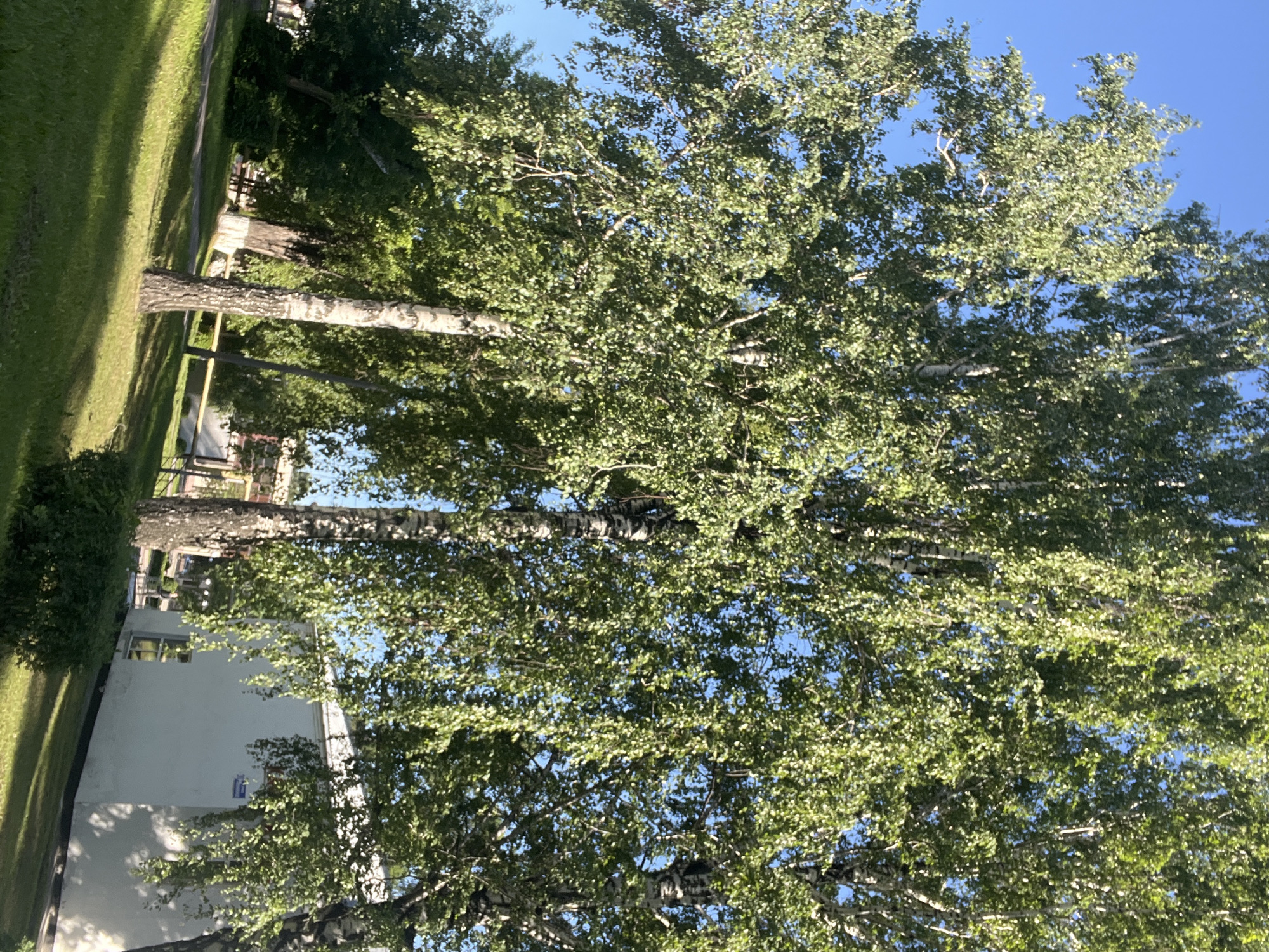 A view of birch trees with green foliage against a clear blue sky, on a sunny day in Kiselyovsk, Russia. In the foreground, a green lawn slopes downwards, with shadows cast by the trees. A white building with a pitched roof is visible on the right side of the image. A few other trees and a yellow railing are also present in the background. There are no people or animals visible in the image.
