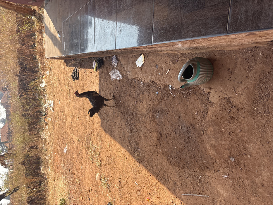 An outdoor scene in Oturkpo, Nigeria, depicts a dark-feathered chicken standing on red-brown, dusty earth. The chicken is positioned centrally, facing left with its head slightly raised and comb visible. To the right, a tiled platform or low wall, dark brown with horizontal lines, runs vertically along the frame's edge, casting a strong diagonal shadow across the ground towards the left. Scattered debris on the ground includes multiple clear plastic bags, white paper or wrappers, and several white cigarette butts. In the lower right foreground, a ribbed, light green plastic watering can with a dark opening and handle rests on the earth next to the tiled structure. The background features dry, light brown vegetation and scrub, with distant reddish-roofed buildings visible under a clear sky. The scene is brightly lit by direct sunlight, creating distinct shadows. No people are visible.