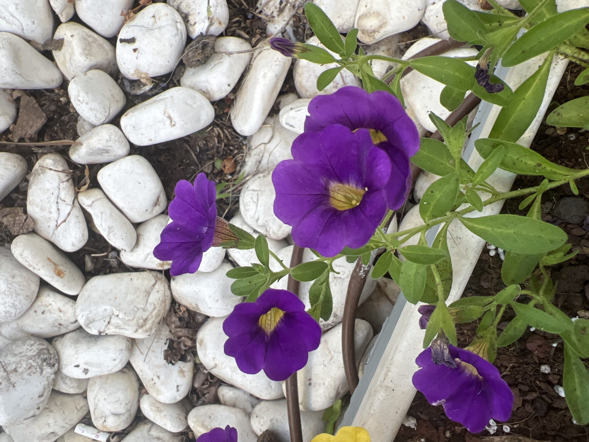 The image shows a close-up view of purple petunias with yellow centers, growing in a garden bed. The flowers are surrounded by smooth, white river rocks and dark soil. There are also some brown, dry leaves and twigs scattered among the rocks. A piece of white plastic edging or pipe is visible in the lower part of the image, along with a brown irrigation tube. In the background, more white rocks and dark soil are visible, suggesting a landscaped garden area. The overall impression is one of a well-maintained garden, likely in a residential setting. The location in the city of Hof HaCarmel Regional Council, Israel is not evident from the image itself, as it does not contain any discernible landmarks or identifying features.
