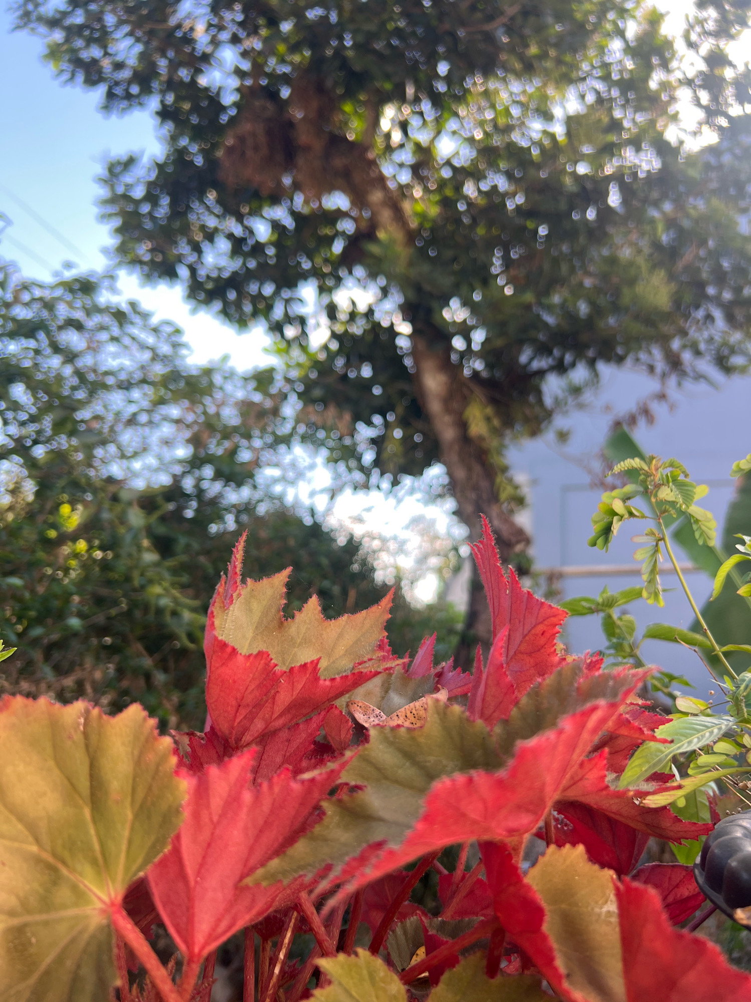 A low-angle, close-up shot of plants with red and green leaves in the foreground. In the background, a tree with blurred foliage is visible against a bright sky. The scene appears to be an outdoor environment, possibly a garden or park in Payaman, Indonesia. There are no people or animals present in the image. The lighting suggests it is daytime, with sunlight filtering through the leaves. The overall impression is one of natural beauty and tranquility.