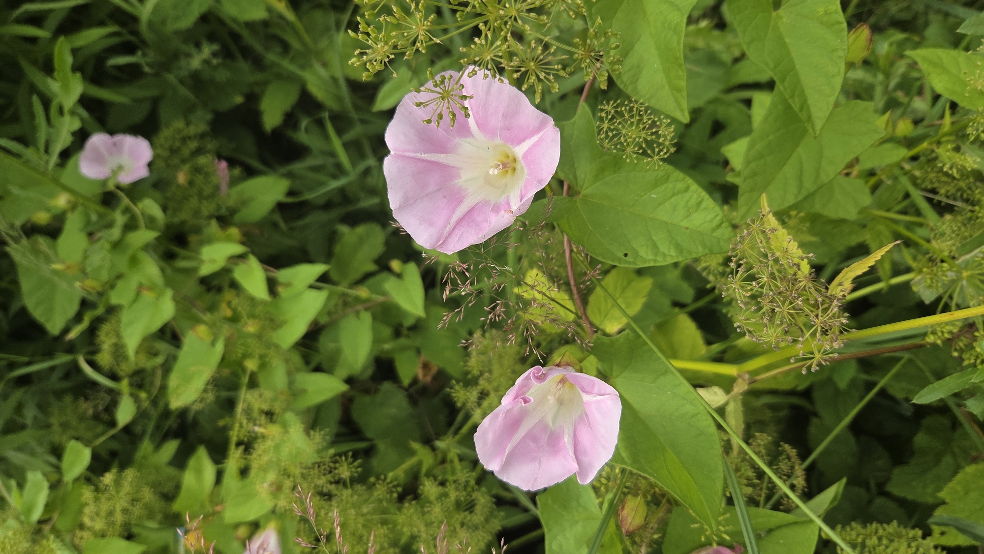 Two pink and white morning glory flowers are in focus in the foreground of the image, nestled among lush green foliage and other plants. To the left, a morning glory is partially obscured by greenery, its trumpet shape clearly visible with delicate pink petals and a white center. To the right, a fully open morning glory displays its vibrant pink petals, with faint white stripes radiating from the center and a yellow stamen. Several clusters of small, greenish-brown seed heads are scattered throughout the scene, adding texture. The background consists of out-of-focus green leaves and stems, creating a natural, overgrown environment. The lighting suggests an overcast or shaded day. The image appears to be taken at ground level, looking up at the flowers. There are no people or man-made objects visible in the frame, suggesting a natural setting such as a garden or a wild area within the city of Saurieši, Latvia.