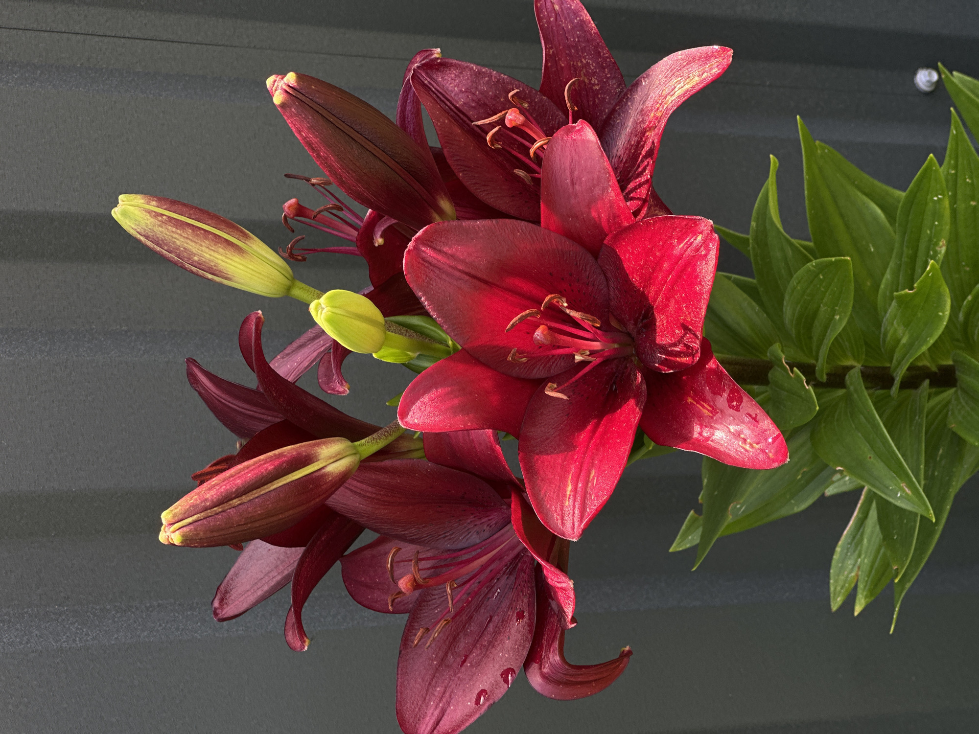 A close-up, top-down shot showcases a cluster of deep red lily flowers and buds against a dark, textured background. The lilies, some fully bloomed and others in various stages of bud, exhibit rich, velvety petals with hints of purple undertones. Tiny water droplets glisten on the petals of the open flowers, suggesting a recent watering or morning dew. The pistils and stamens are prominent, displaying a contrasting red-pink hue. Several buds, elongated and pointed, are a vibrant lime green with streaks of burgundy, hinting at their future blooms. Lush green lily leaves sprout from a stem on the right side of the frame, adding a contrasting color and texture. The background appears to be a corrugated metal surface, possibly a wall or fence, with horizontal ridges. The lighting suggests it is daytime, with sunlight highlighting the flowers and casting subtle shadows. The overall impression is one of natural beauty and vibrant life, captured in a still, intimate portrait.