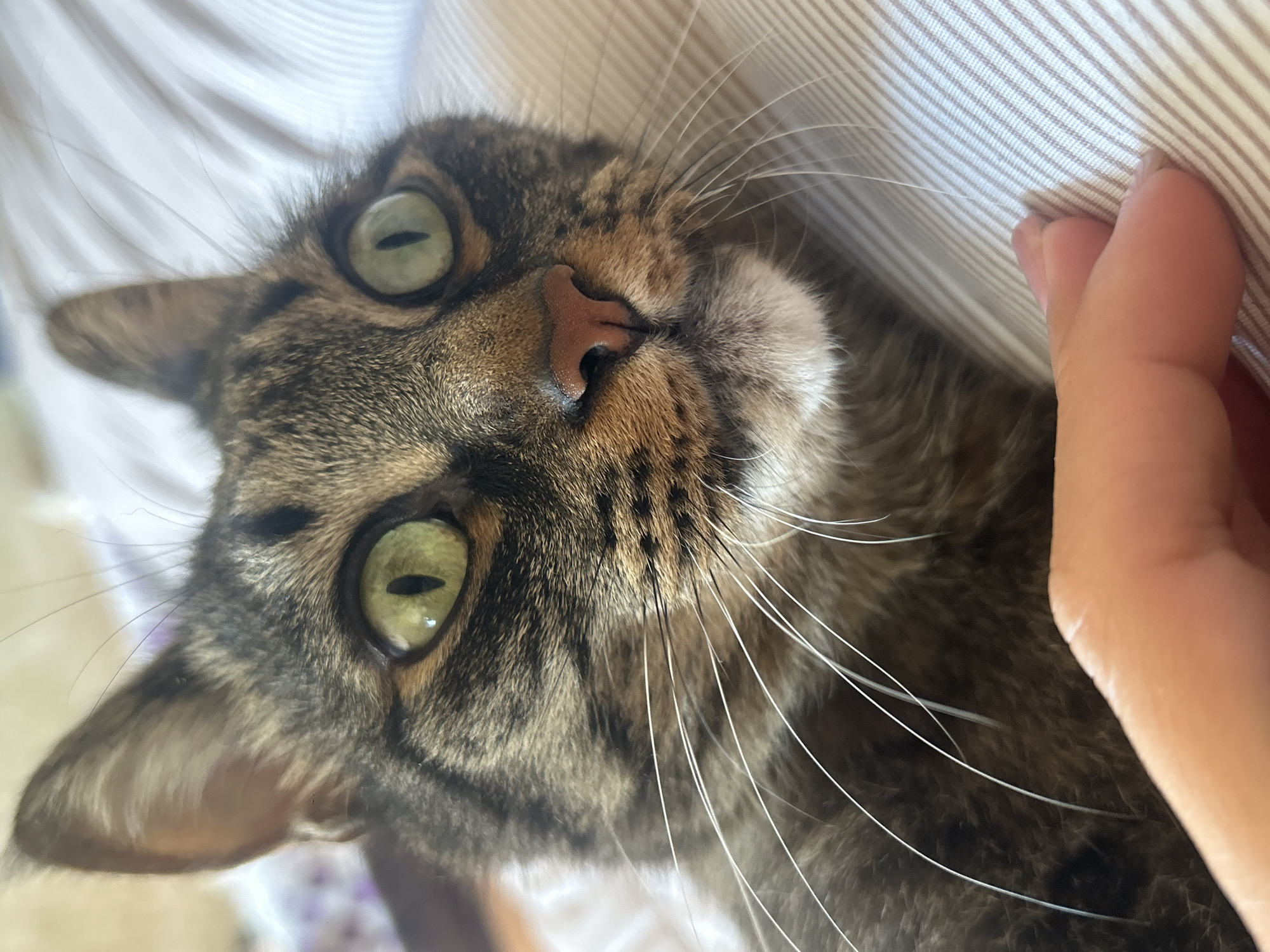 A close-up, eye-level shot captures the face of a tabby cat lying down on a striped surface, possibly a pillow or blanket. The cat's green eyes are wide and looking directly at the camera, with dilated pupils. Its ears are perked up. A human hand is visible in the lower right corner of the frame, lightly touching the cat's fur. The background is out of focus but appears to be a light-colored, textured surface. There is no indication of the cat's location in Khyrdalan, Azerbaijan.