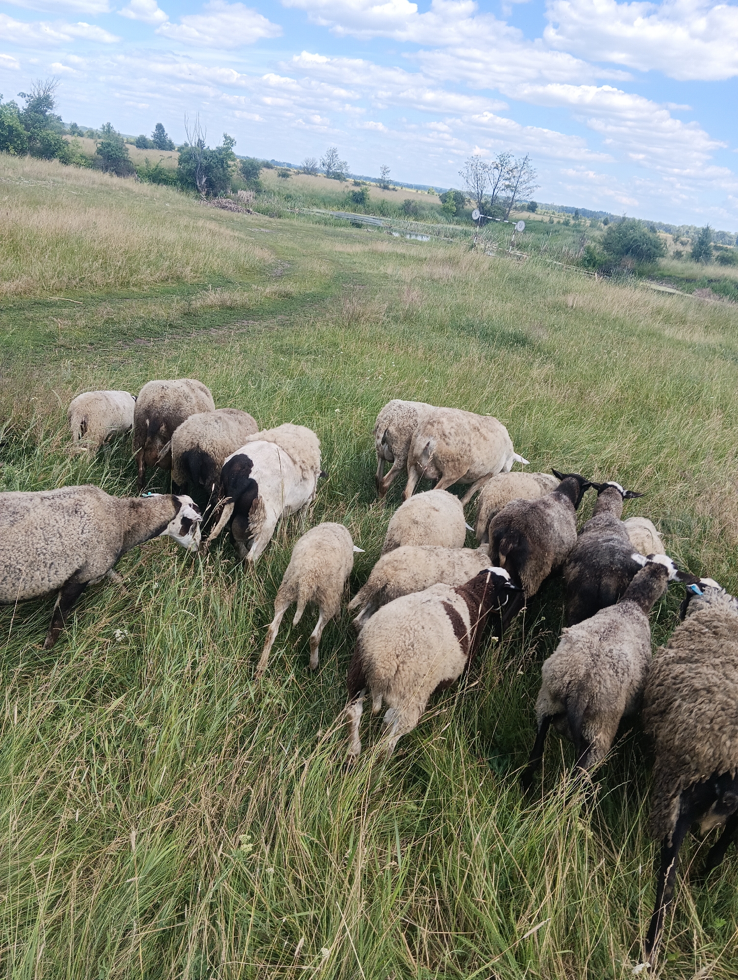 A flock of sheep grazes in a grassy field under a partly cloudy sky. The sheep are varied in color, with some being predominantly white and others a mix of brown and black. They are gathered together, with most of them facing downwards, indicating they are actively eating the grass. One sheep in the foreground is interacting with another, with their heads close together. The field is covered in tall, green and yellow grass, suggesting a summer or late spring setting. In the background, there are rolling hills with scattered trees and a hint of a road or path winding through the landscape. The sky is bright blue with scattered white, fluffy clouds, indicating a pleasant, clear day. There is no visible text in the image.