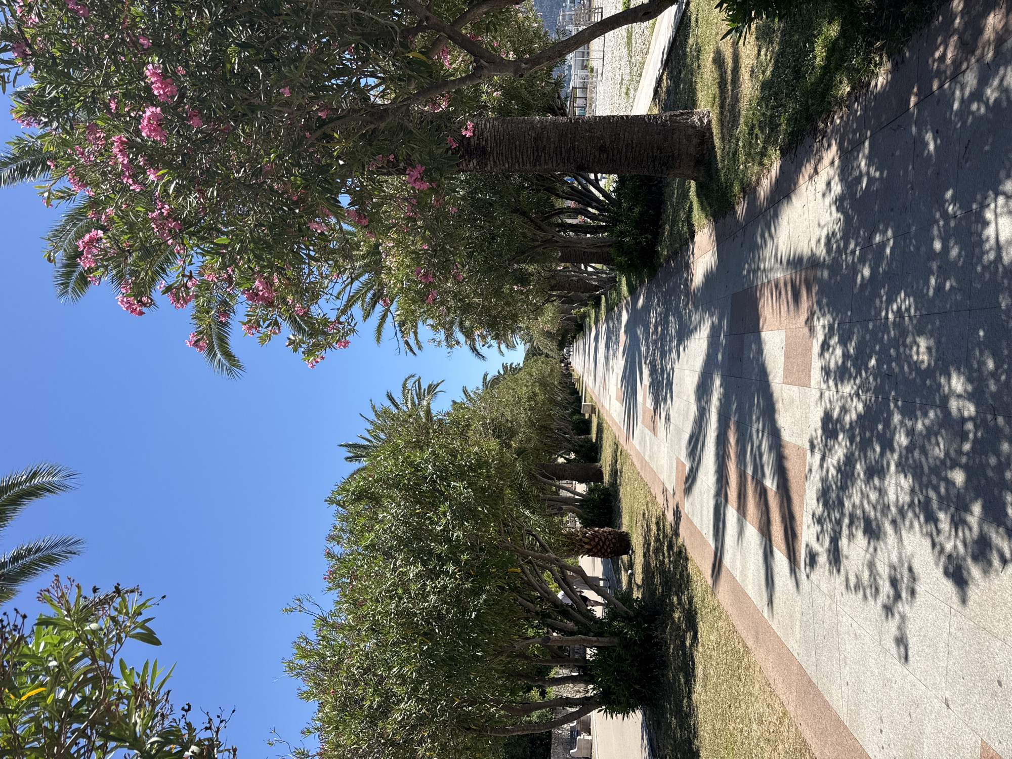 A ground-level, daytime shot shows a pathway in Bar, Montenegro. Palm trees line the pathway, their shadows falling on the paved surface. Some of the trees have pink blossoms. Grass borders one side of the pathway, with trees on the other. A clear blue sky is visible.