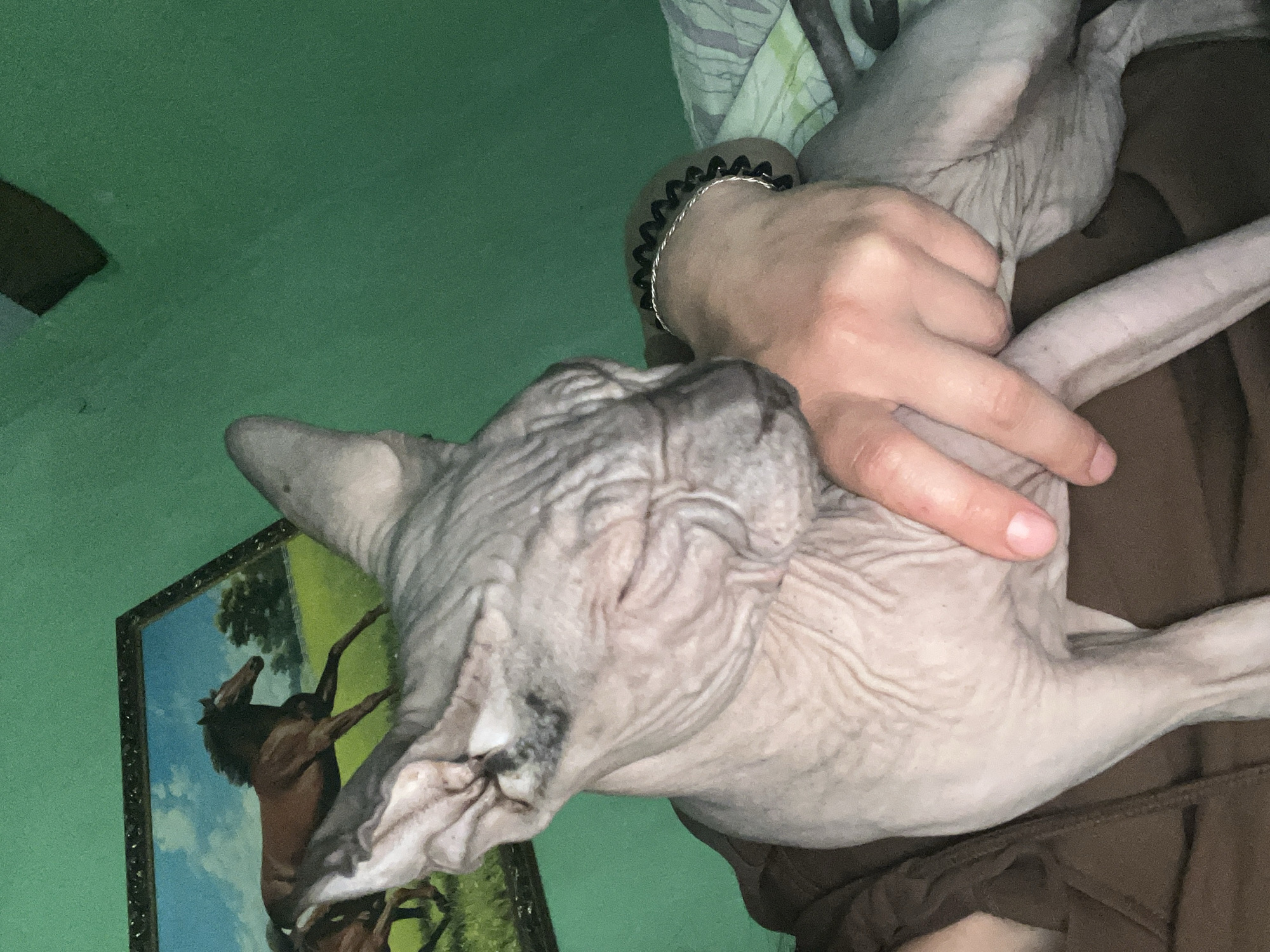 A person is holding a Sphynx cat. The cat is pale grey with wrinkled skin. The person's hand is visible, holding the cat. The person is wearing a brown top and has a bracelet on their wrist. Behind the person and cat is a green wall with a framed picture of a horse rearing up. The scene appears to be indoors. The location in Nizhny Tagil, Russia, cannot be determined from the image.