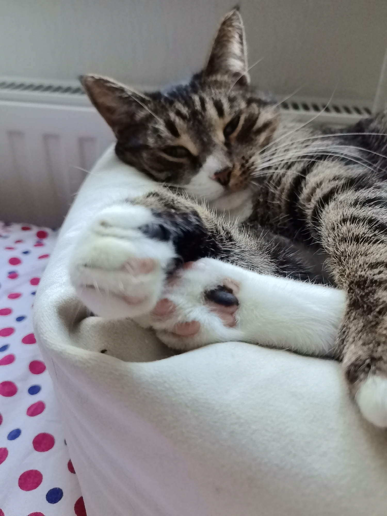 A close-up, slightly out-of-focus shot shows a tabby cat sleeping on a white cushion. The cat is curled up, with its head resting on its paws. The cat's fur is a mix of brown, black, and white. Its paws are white with pink toe beans. The cushion is soft and plush. In the background, a radiator is visible, along with a white sheet with pink and blue polka dots. The image appears to have been taken indoors, in what could be a bedroom or living room.