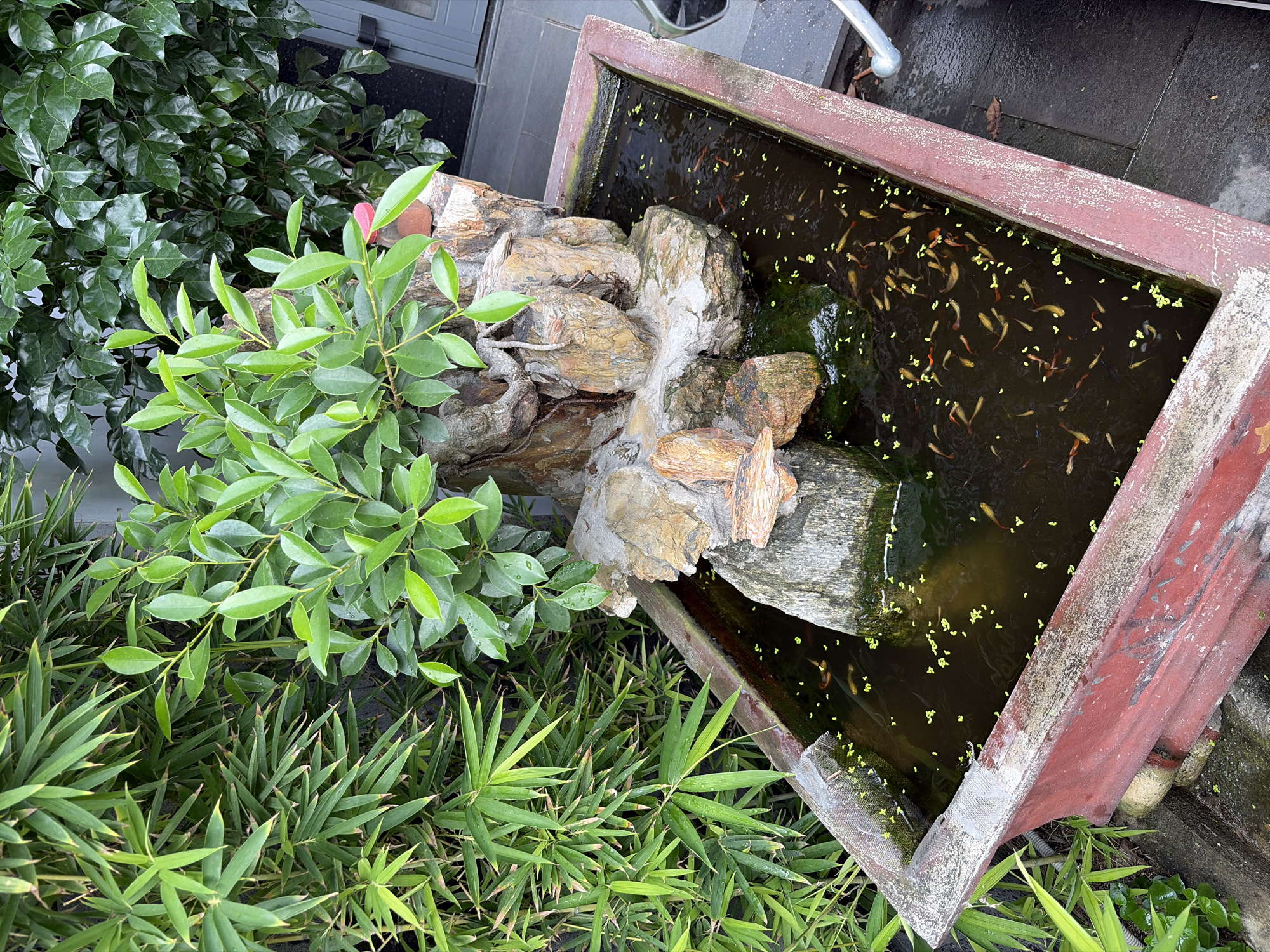 The image shows a small, rectangular concrete pond with a red-painted exterior, situated outdoors in Đà Nẵng, Vietnam. The pond contains dark water with numerous small fish, predominantly goldfish, swimming near the surface. Some green aquatic plants are scattered across the water's surface. In the center of the pond, a rock formation serves as a base for a bonsai tree with vibrant green leaves. To the left of the pond, a dense growth of bamboo stalks with long, slender leaves adds a natural element to the scene. The background reveals a dark green, leafy bush and a glimpse of a building with a grey door. The ground around the pond appears to be paved.